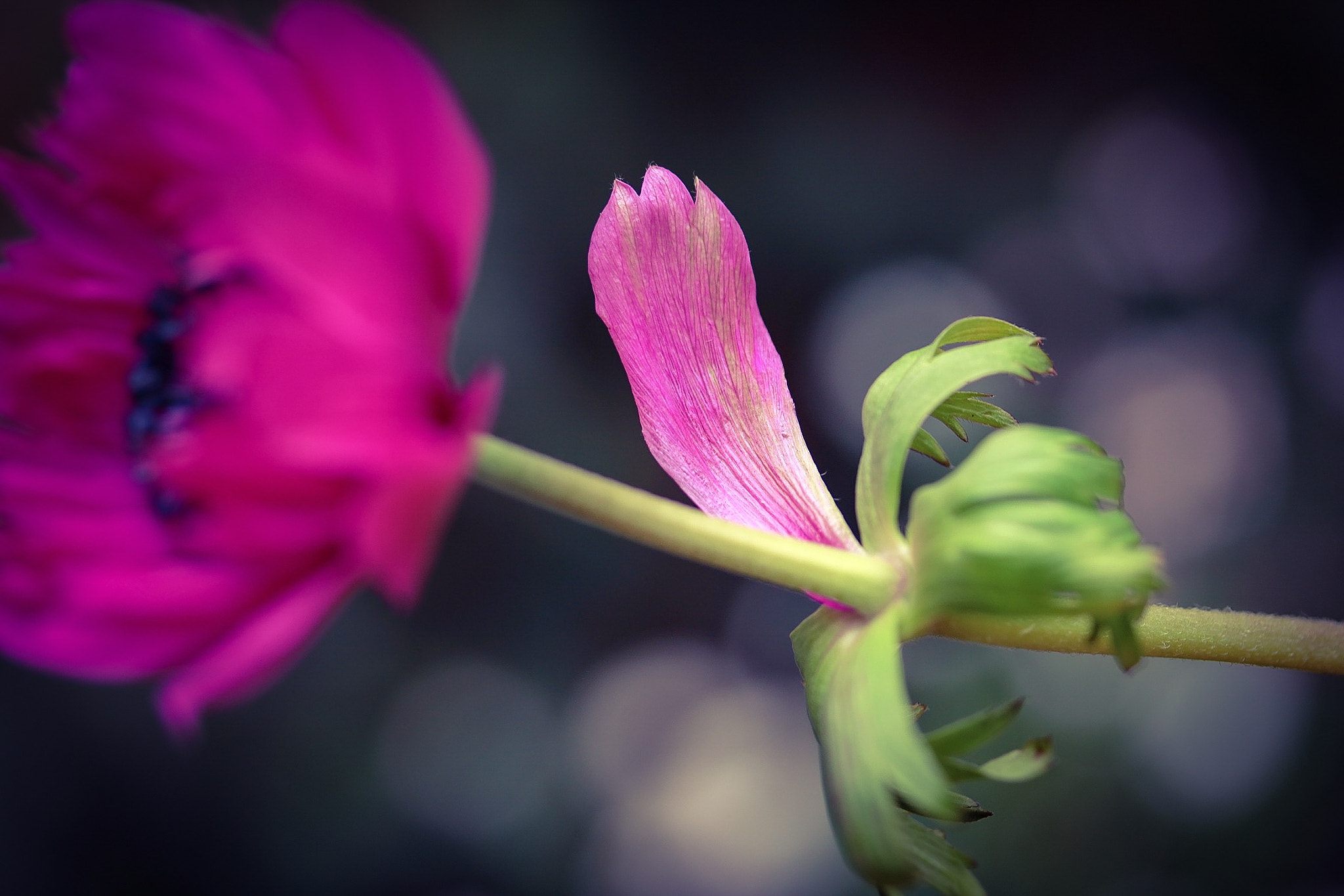 Canon EOS 760D (EOS Rebel T6s / EOS 8000D) + Canon EF-S 60mm F2.8 Macro USM sample photo. Raise your hand, if you want to be a flower photography