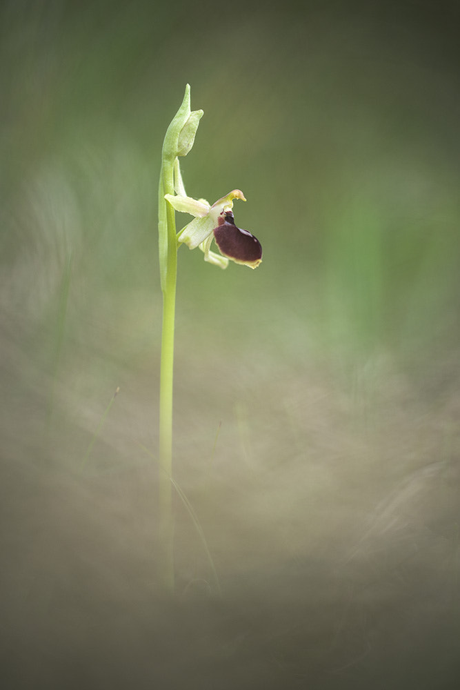 Pentax K-1 sample photo. Ophrys . photography