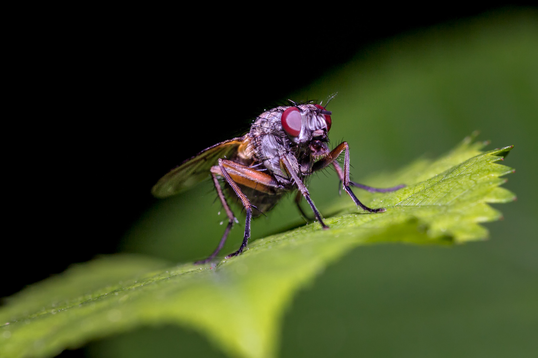 Sigma 105mm F2.8 EX DG OS HSM sample photo. Fliege photography