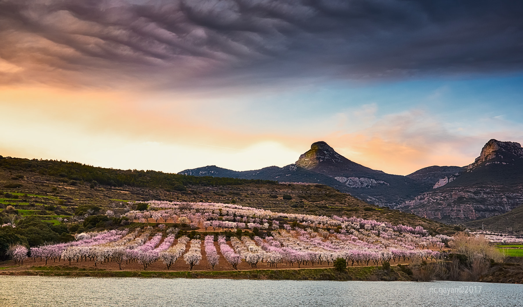 Nikon AF-S Nikkor 24-120mm F4G ED VR sample photo. Almond groves photography