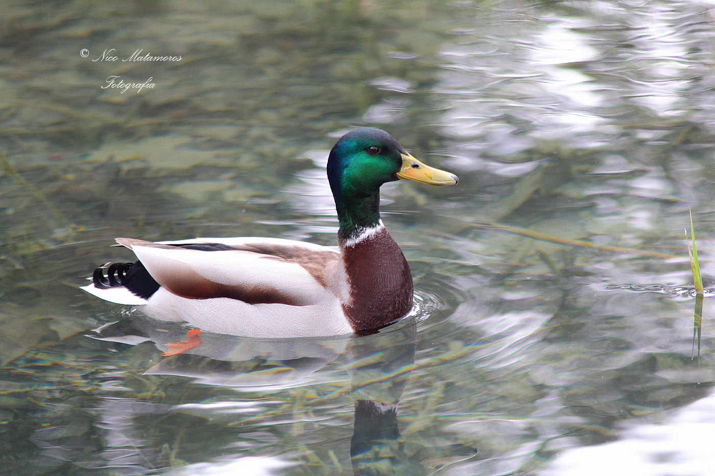 Canon EOS 60D + Canon EF 70-210mm f/4 sample photo. Azulón photography