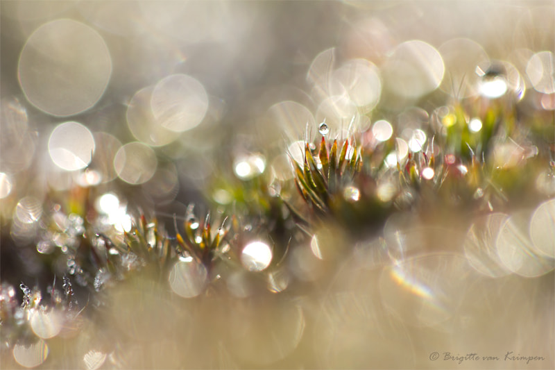 Canon EF 100mm F2.8 Macro USM sample photo. Red sparks photography
