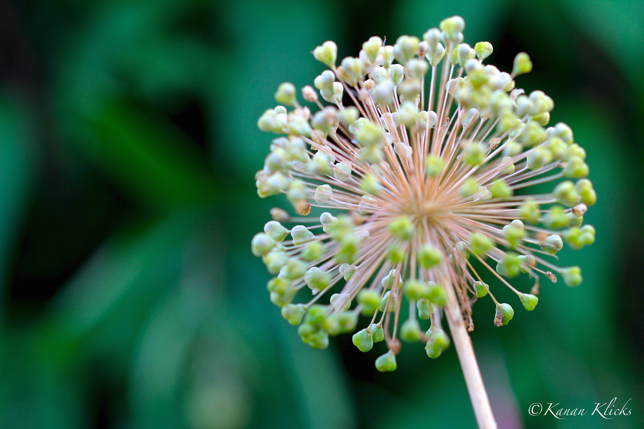 Canon EF 100mm F2.8 Macro USM sample photo. Live laugh love :) photography