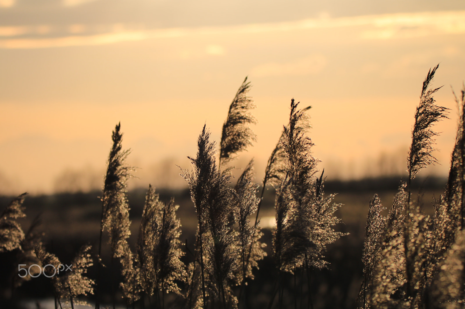 Sigma 150-600mm F5-6.3 DG OS HSM | C sample photo. Cannarelle al vento al tramonto photography