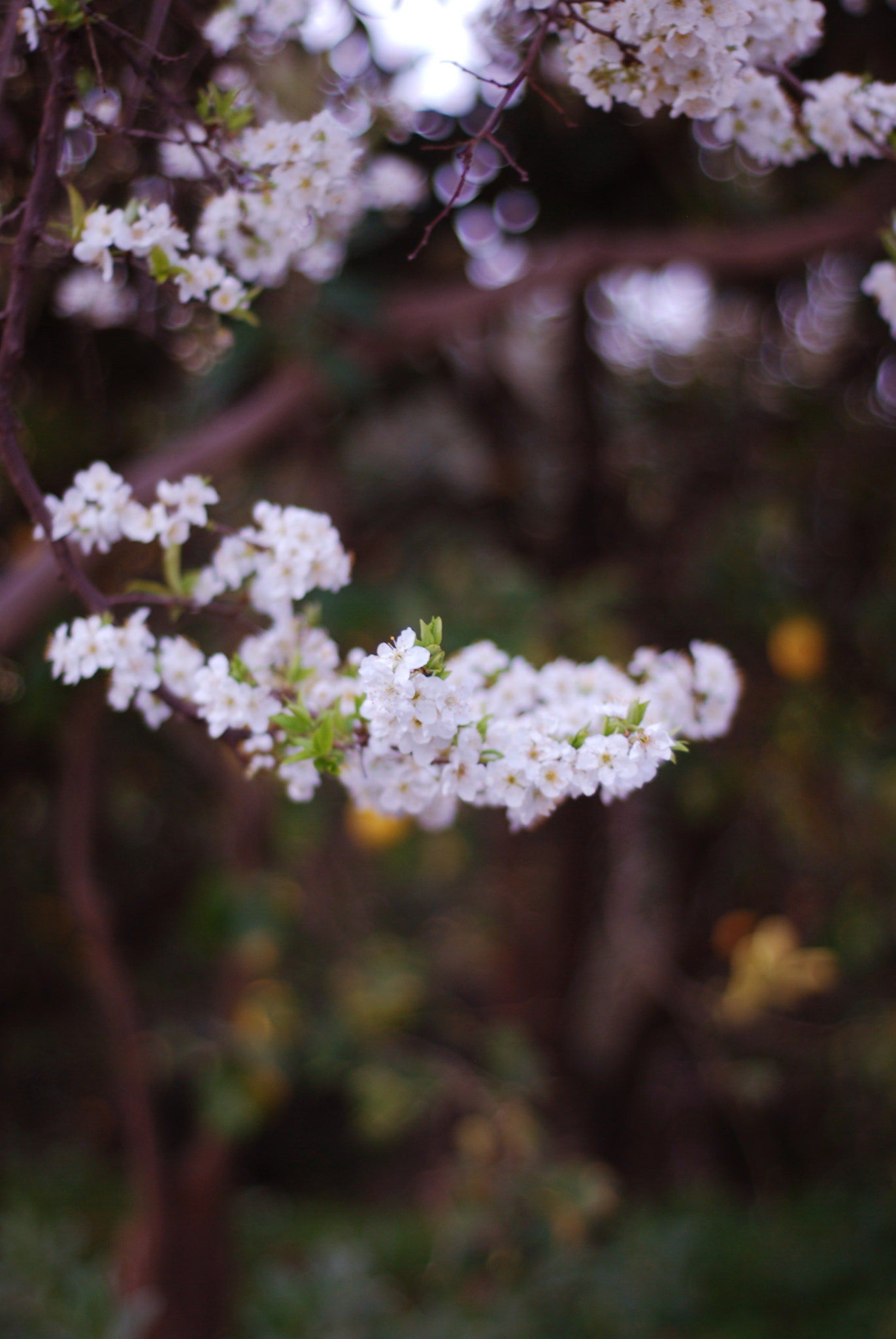 Nikon D80 + Nikon AF Nikkor 50mm F1.8D sample photo. Spring, is coming.. now! photography