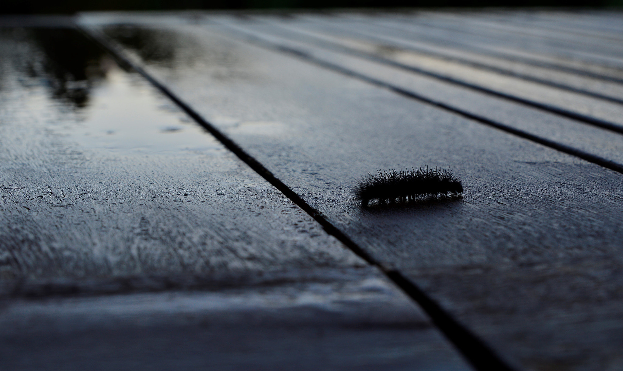 Sigma 24-70mm F2.8 EX DG HSM sample photo. () photography