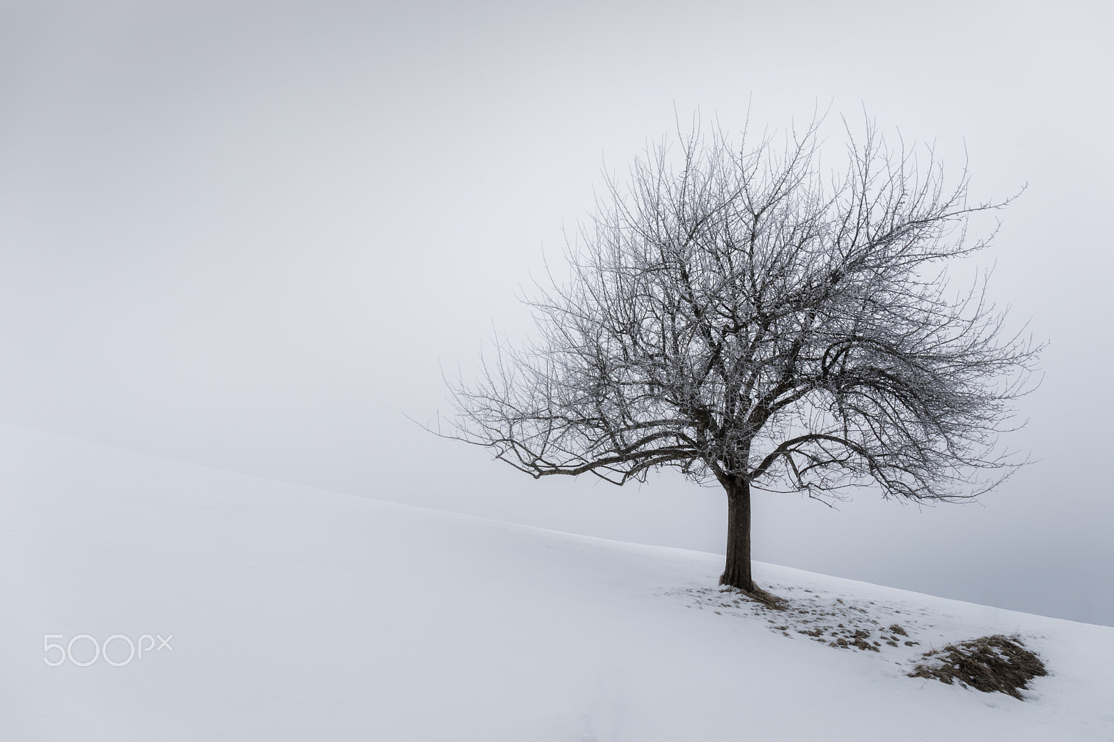 Canon EF 24-70mm F4L IS USM sample photo. Winter mood ii photography