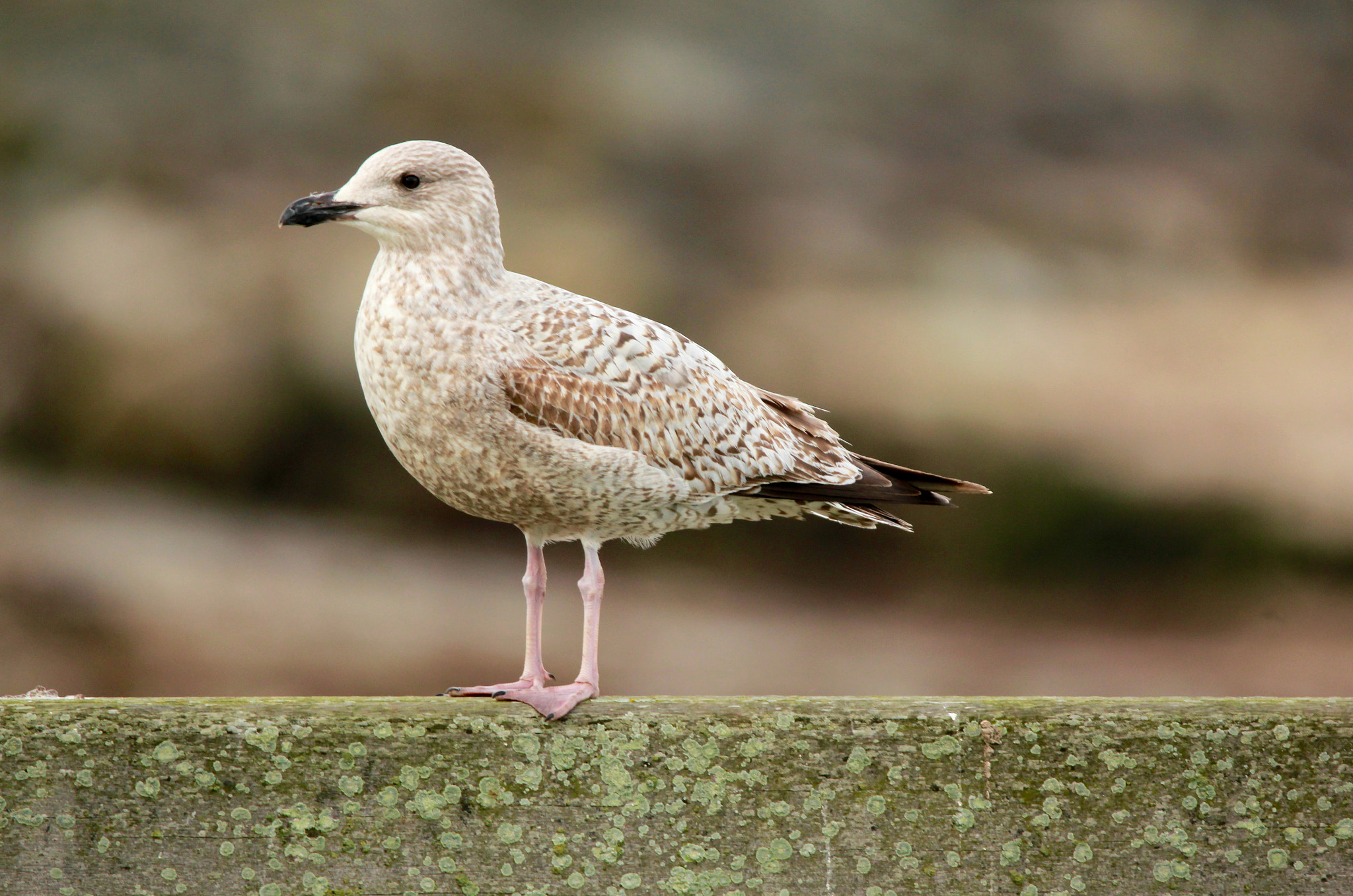 Sigma 150mm f/2.8 EX DG OS HSM APO Macro sample photo. Mouette photography
