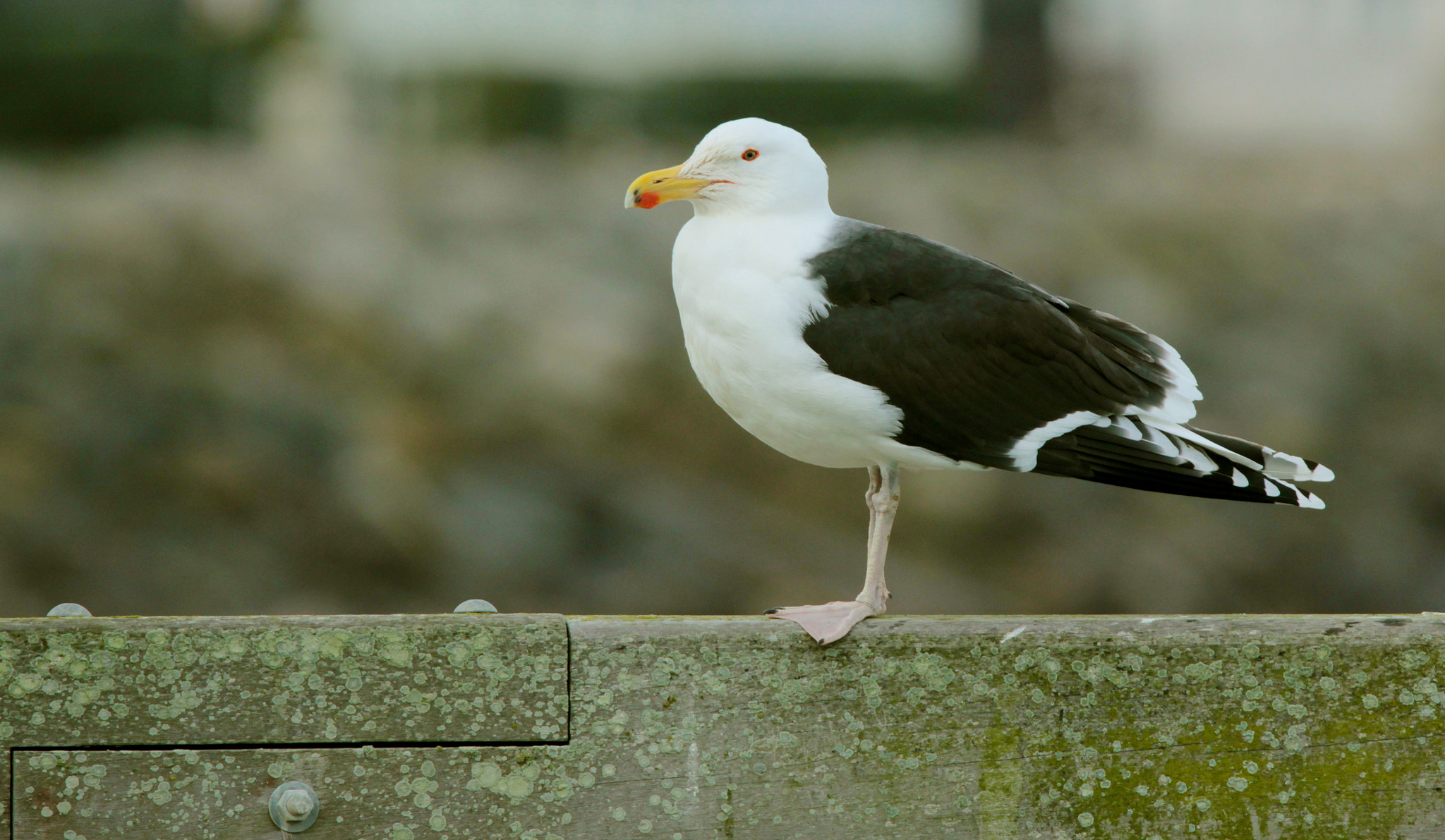 Sigma 150mm f/2.8 EX DG OS HSM APO Macro sample photo. Seagull photography