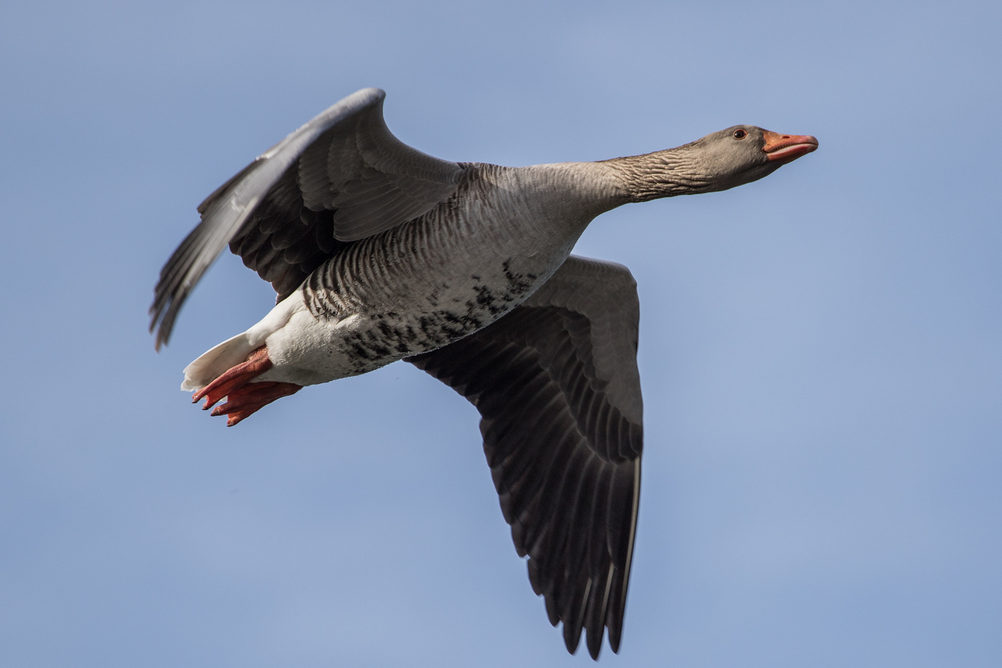 Canon EF 70-200mm F4L USM sample photo. Graugans photography