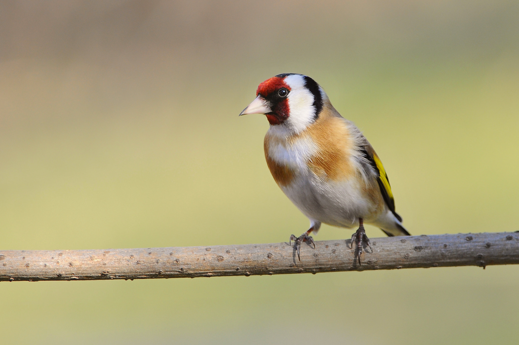 Nikon D90 + Nikon AF-S Nikkor 300mm F4D ED-IF sample photo. European goldfinch photography