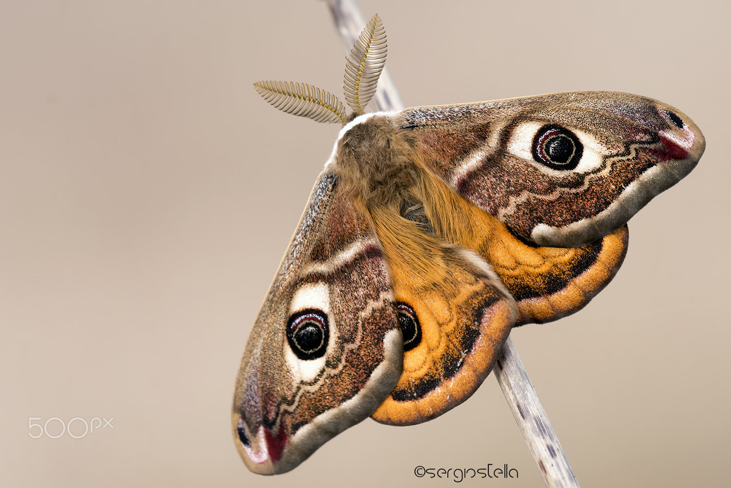 Sigma 150mm F2.8 EX DG Macro HSM sample photo. The small emperor moth______ photography