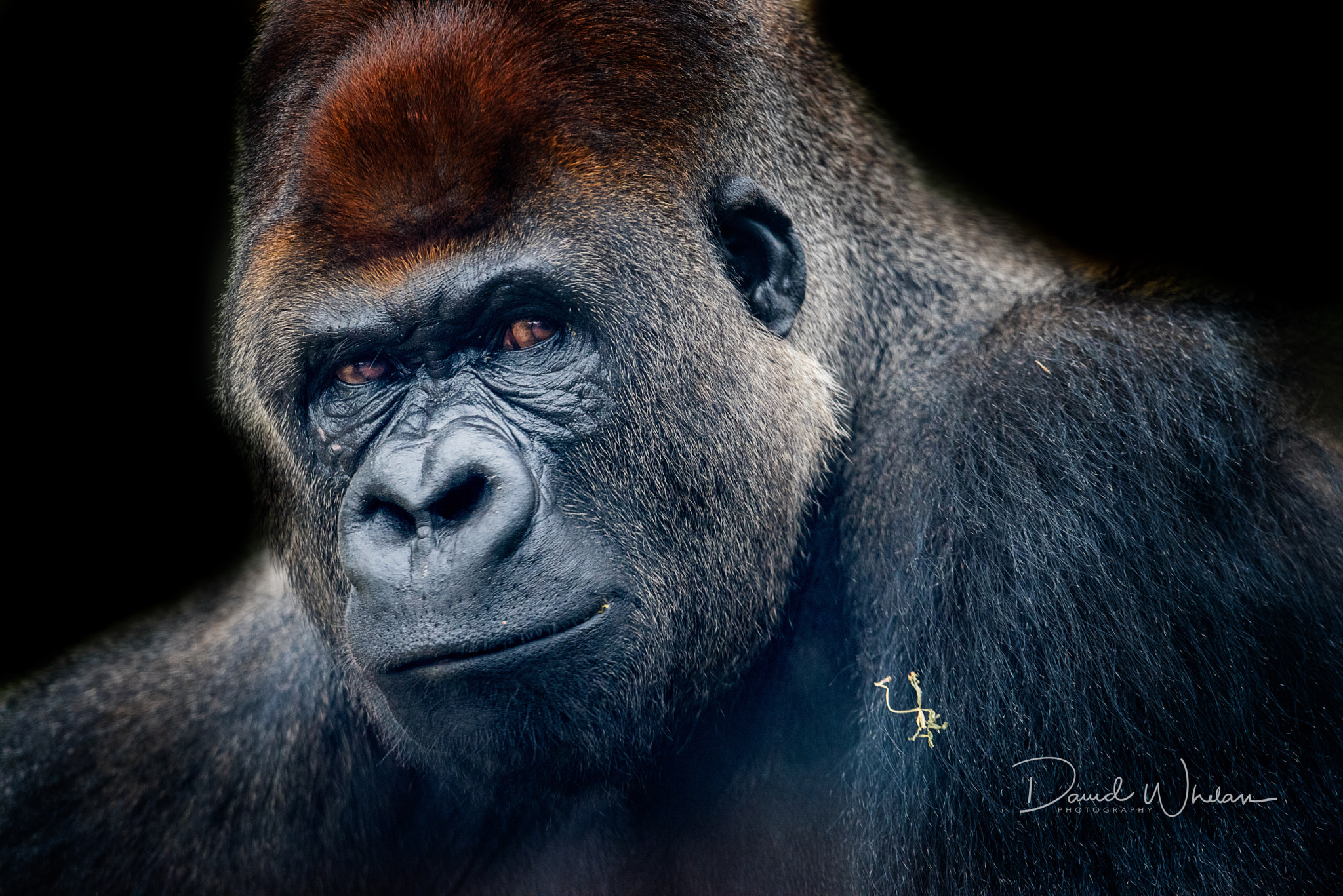 Nikon AF-S Nikkor 400mm F2.8E FL ED VR sample photo. Western lowland gorilla photography