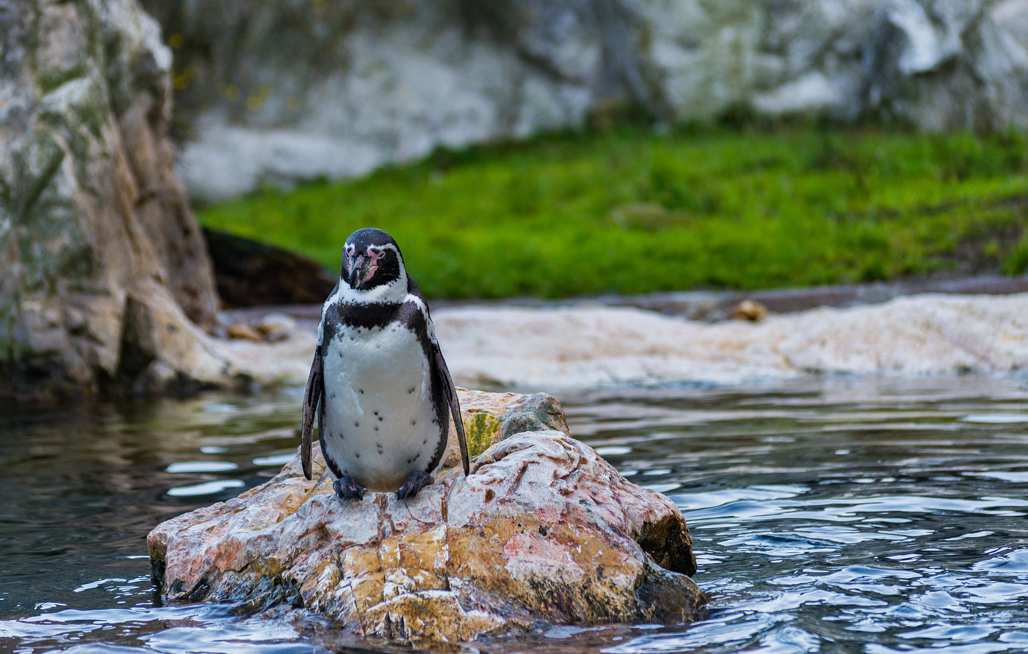 Nikon D600 sample photo. Penguin photography