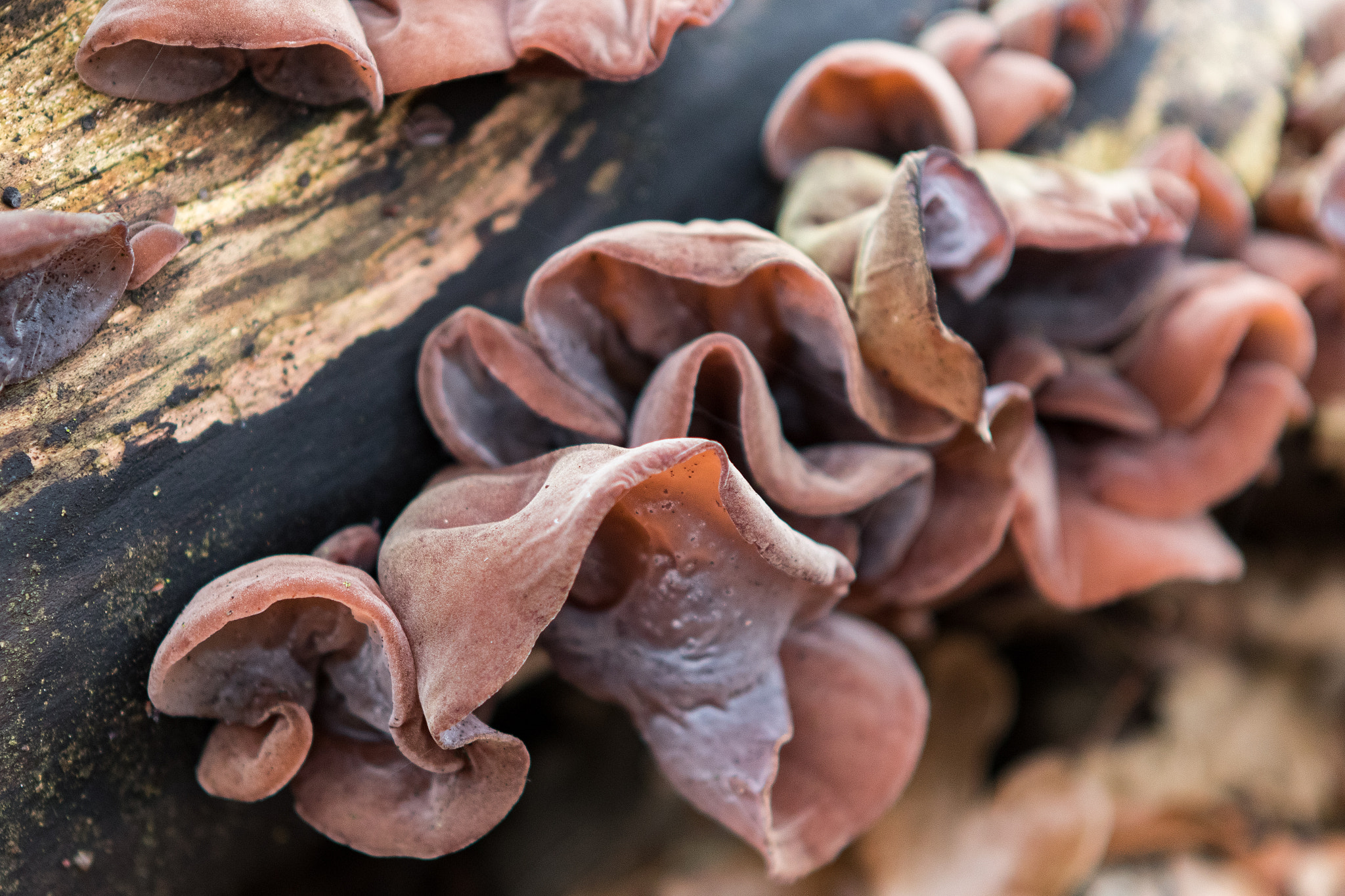 Canon EF 24-70mm F2.8L USM sample photo. Wood ears photography