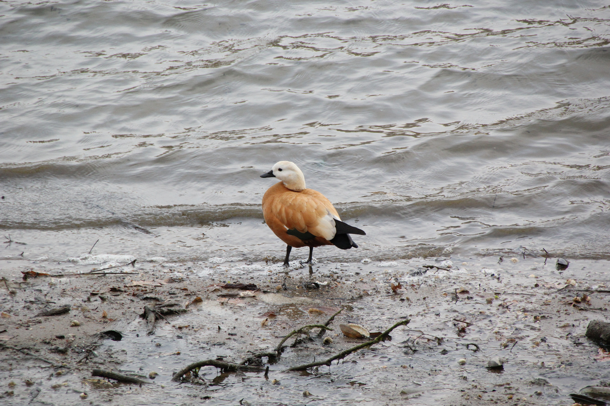 Sigma 18-250mm F3.5-6.3 DC OS HSM sample photo. Duck photography