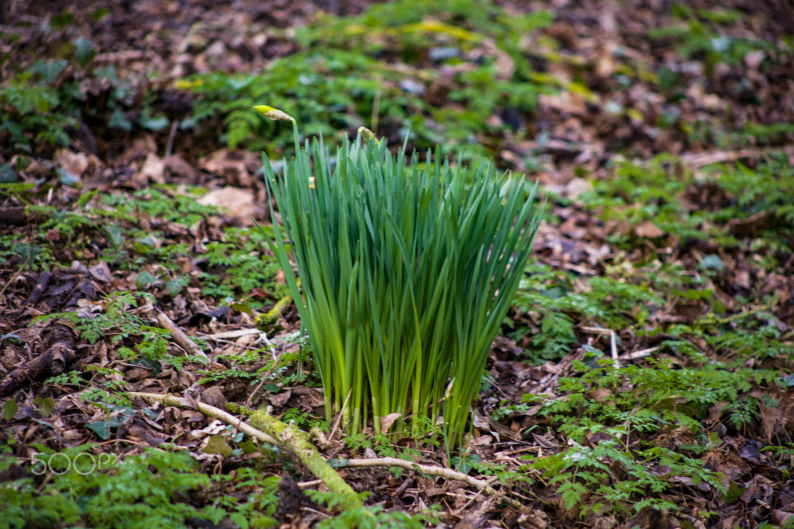 Canon EF 75-300mm f/4-5.6 USM sample photo. Spring is round the corner photography