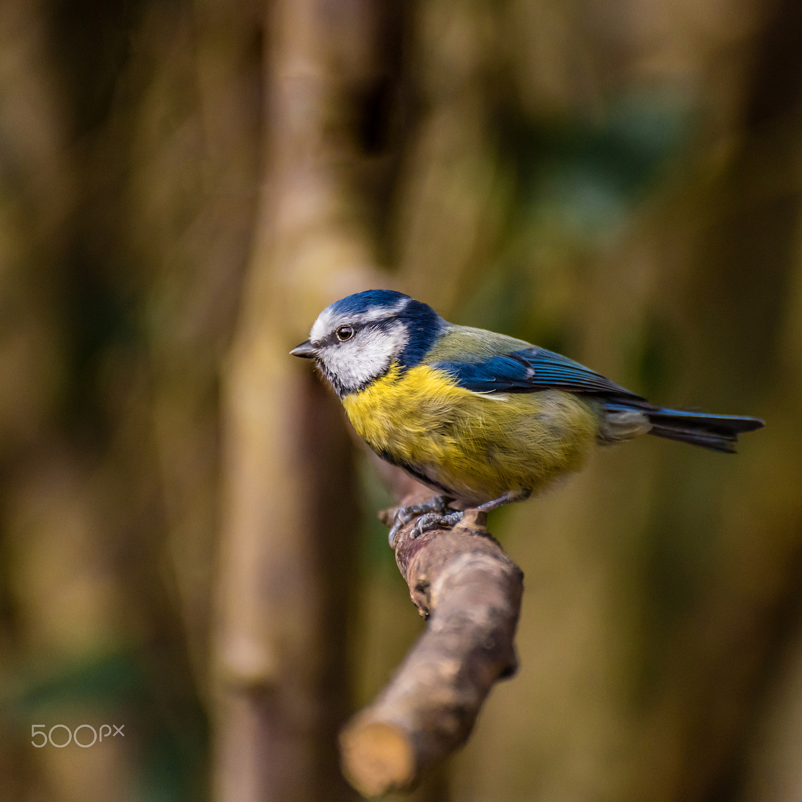 Nikon D810 sample photo. Blue tit photography