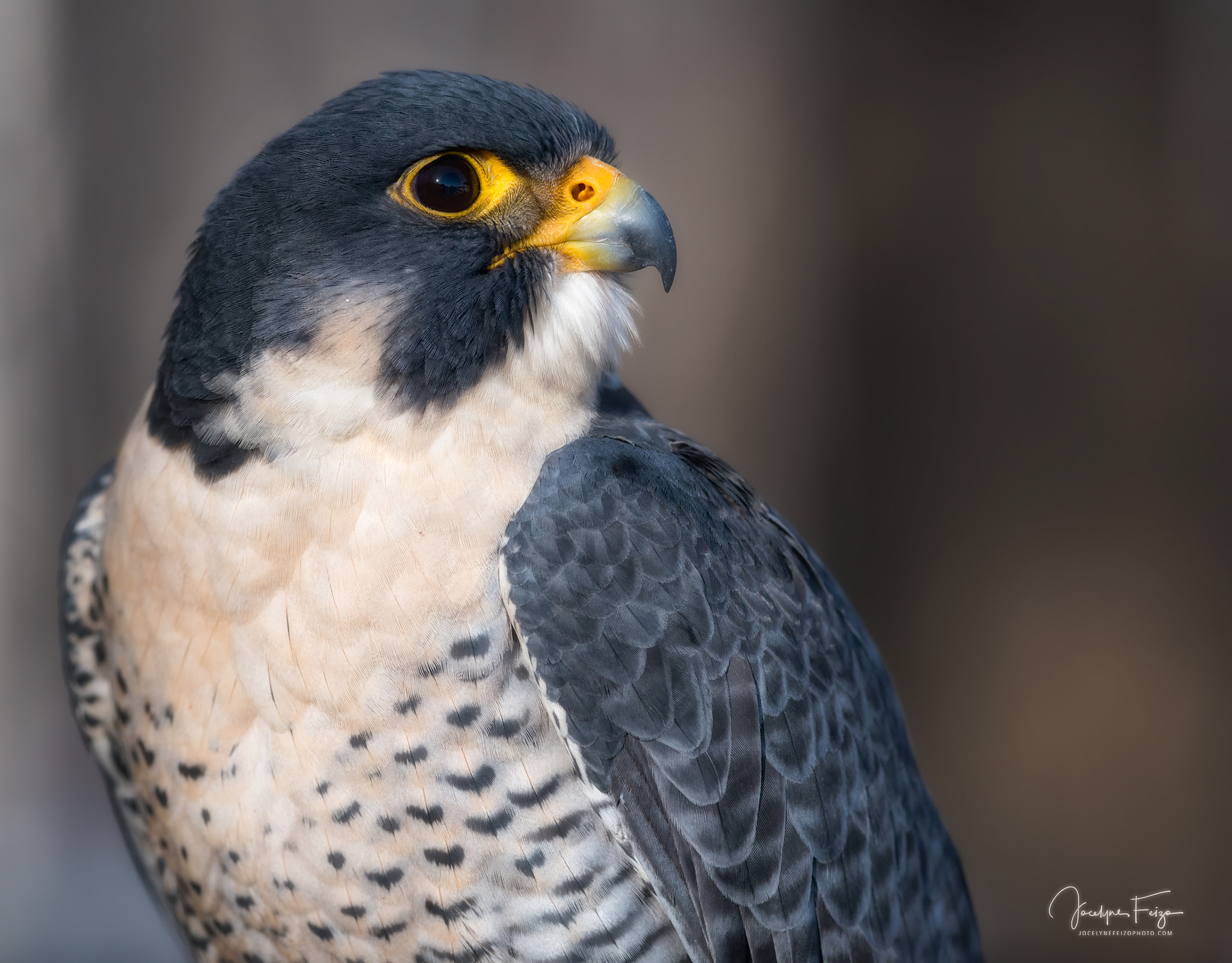 Nikon D750 + Nikon AF-S Nikkor 300mm F4D ED-IF sample photo. Elios the peregrine falcon photography