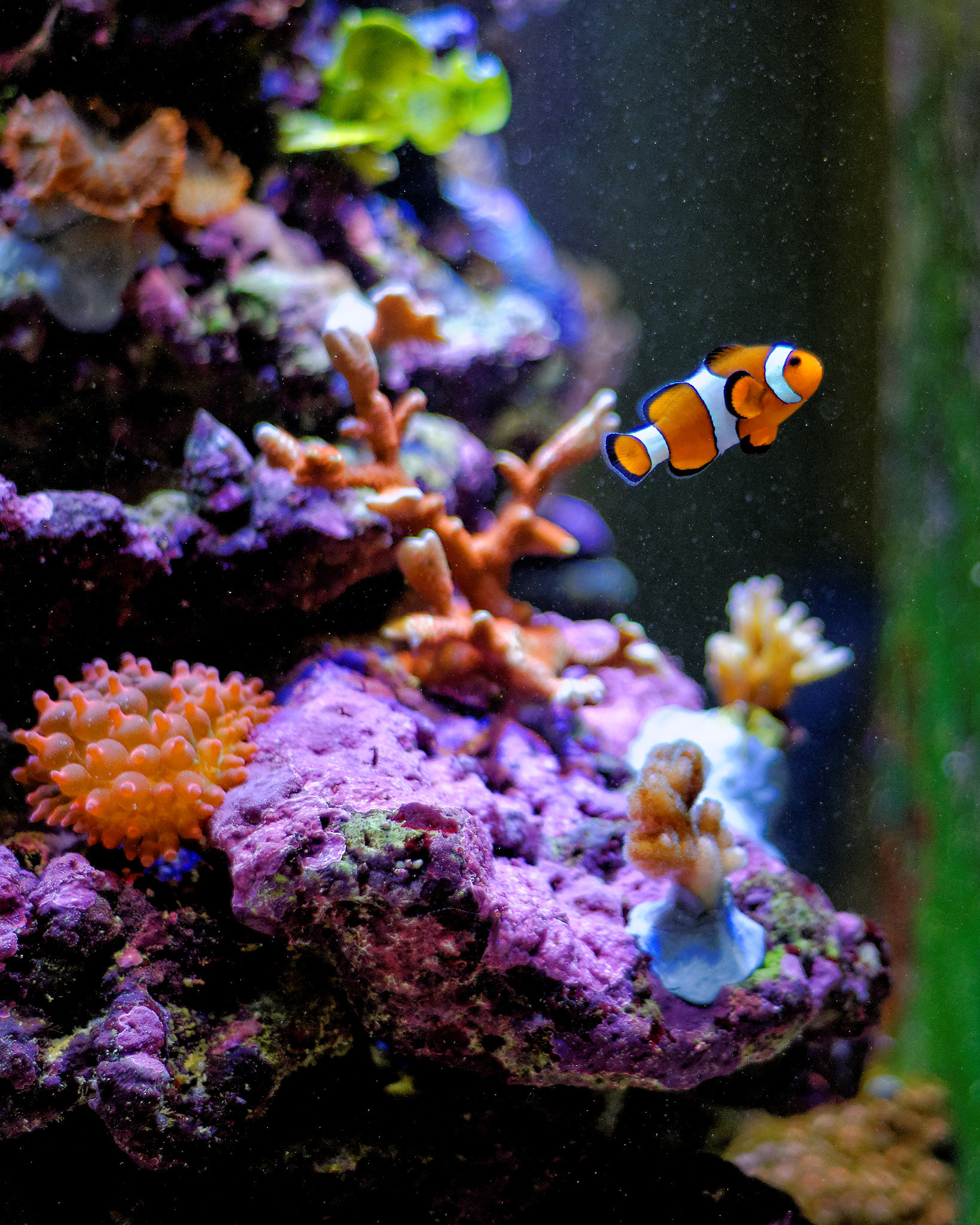 Nikon D700 sample photo. Amfiprion - orange clownfish photography