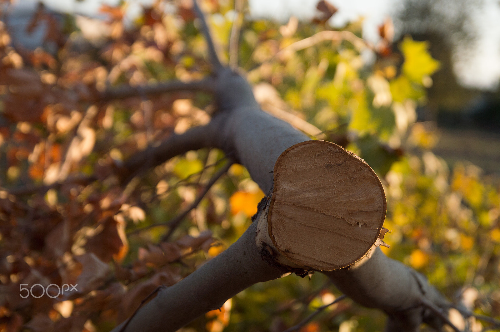 Sigma 17-50mm F2.8 EX DC OS HSM sample photo. Tree i photography