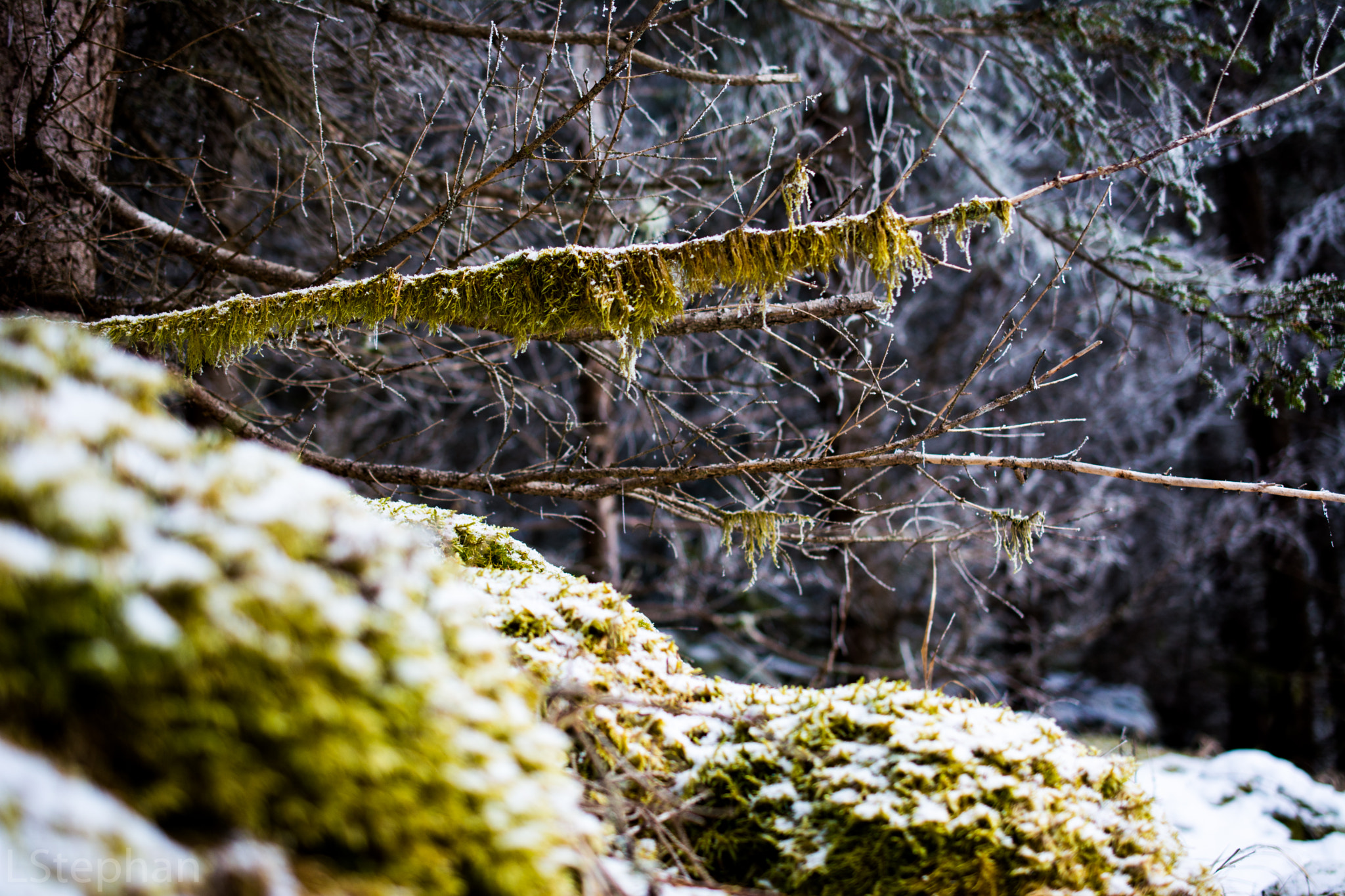 Nikon AF-S DX Micro Nikkor 40mm F2.8 sample photo. Moos photography