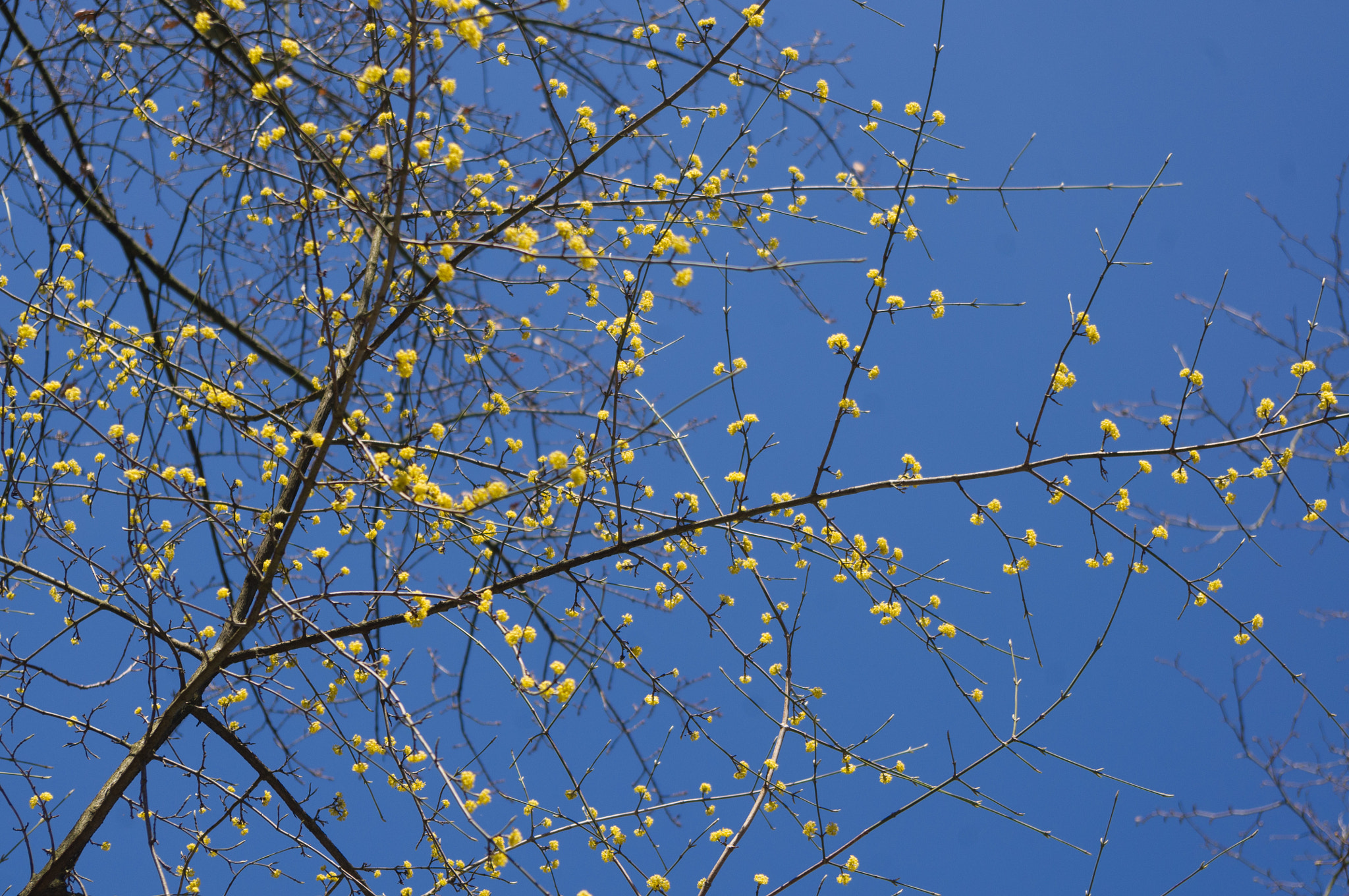 Pentax K-x sample photo. Spring flowers on a tree photography