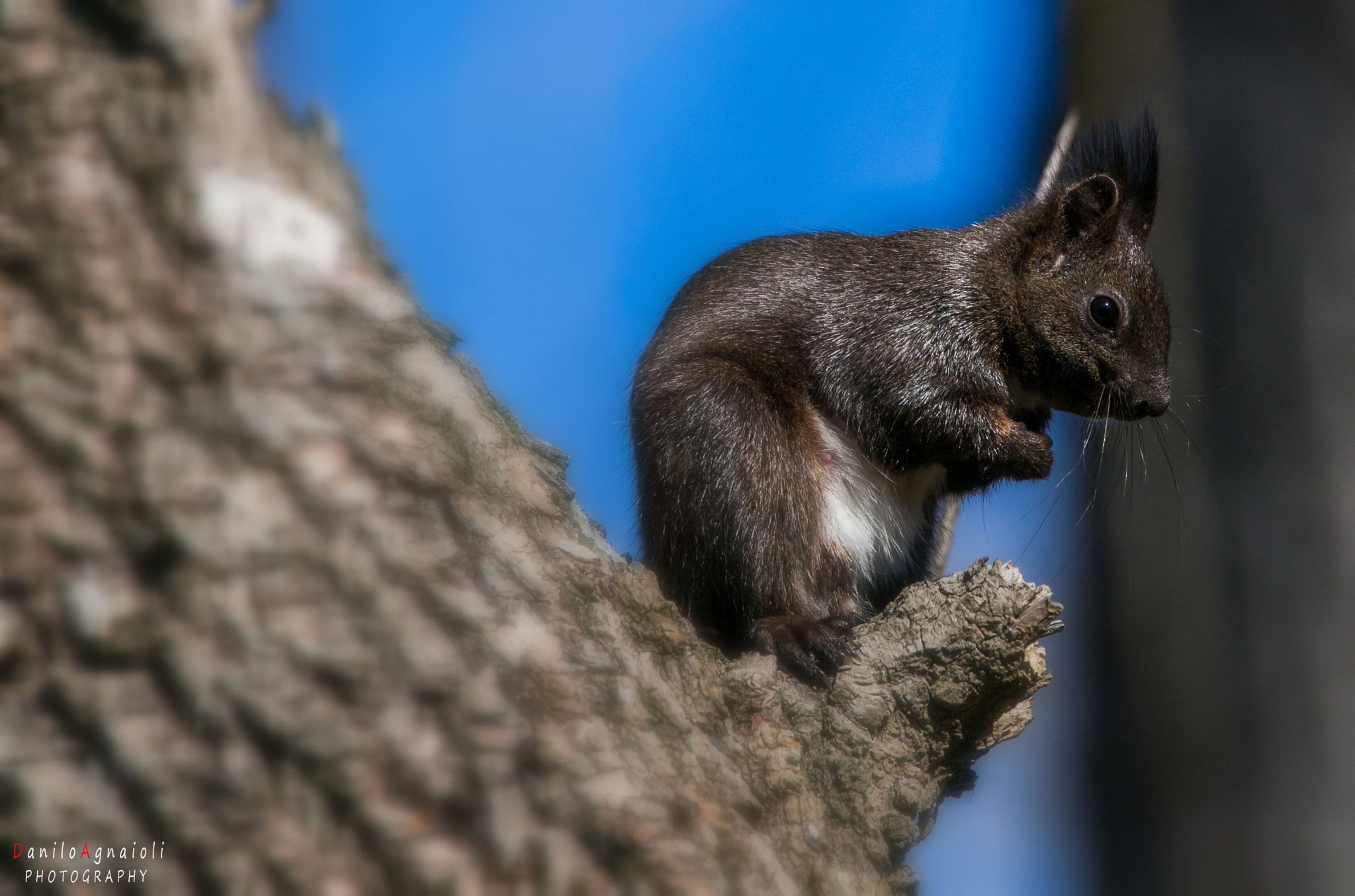 Tamron SP 150-600mm F5-6.3 Di VC USD sample photo. Dolce e simpatico photography