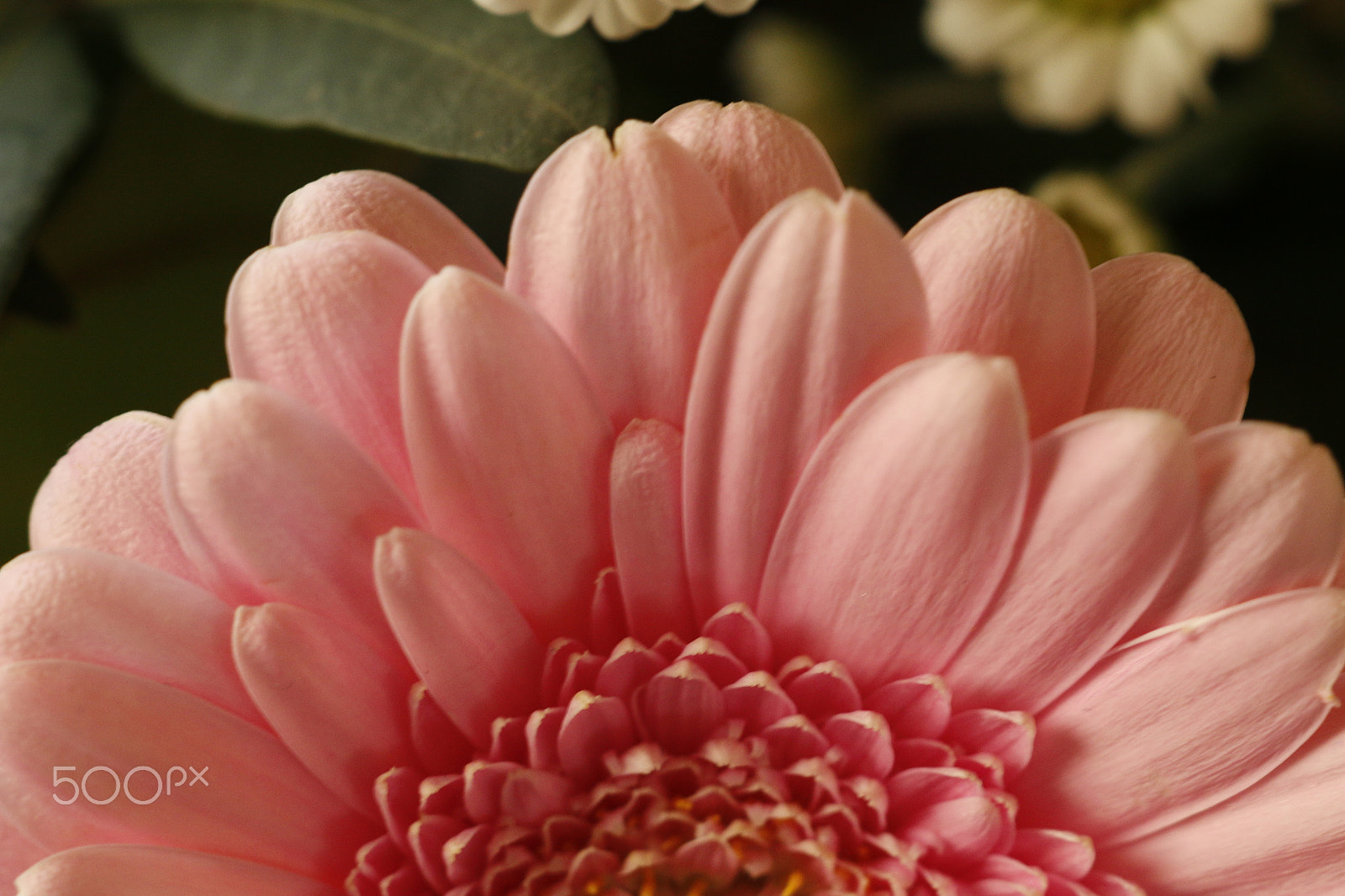 Sigma APO Macro 180mm F2.8 EX DG OS HSM sample photo. Gerbera or transvaal daisy photography