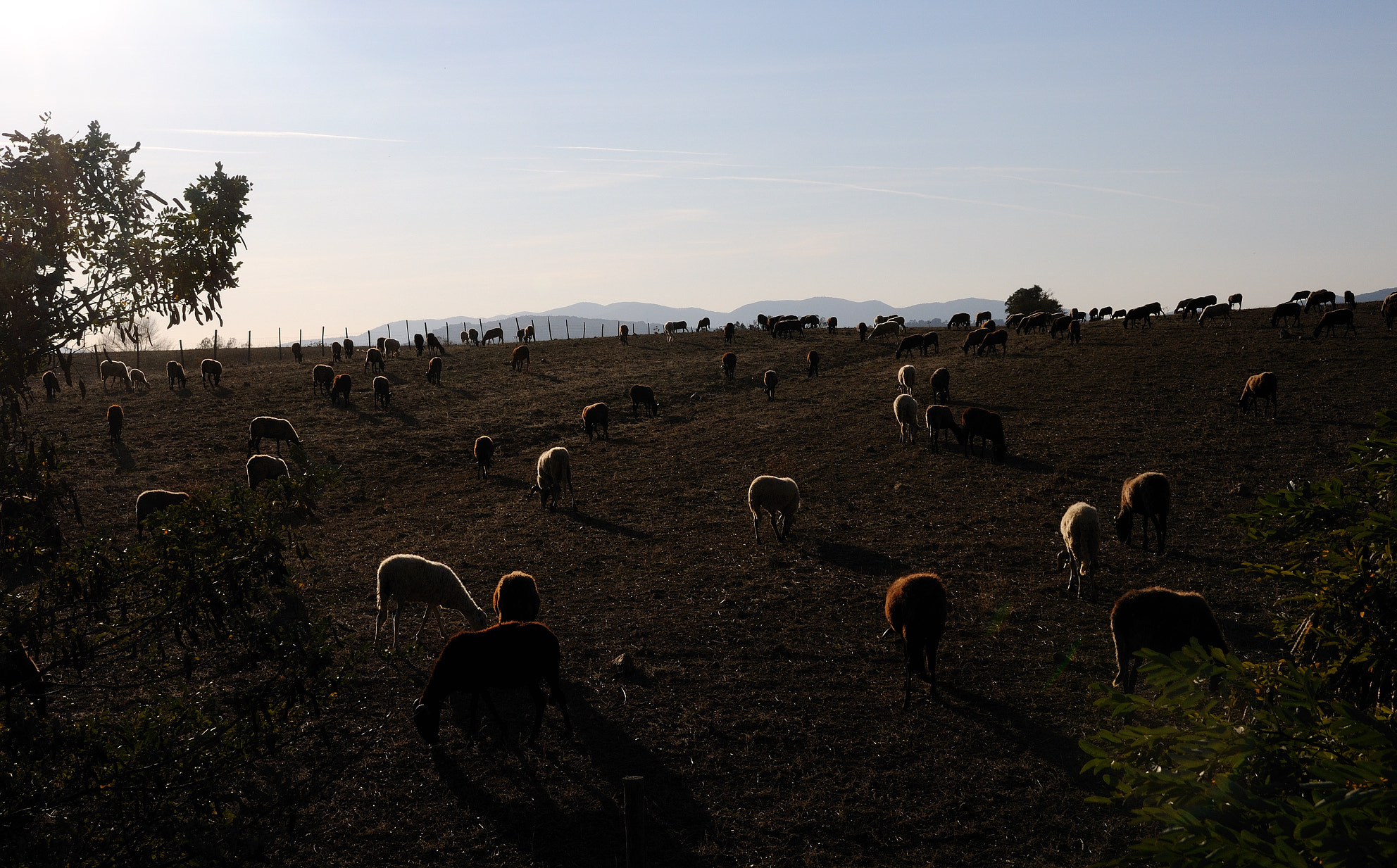 Nikon D300S sample photo. Gregge al tramonto photography