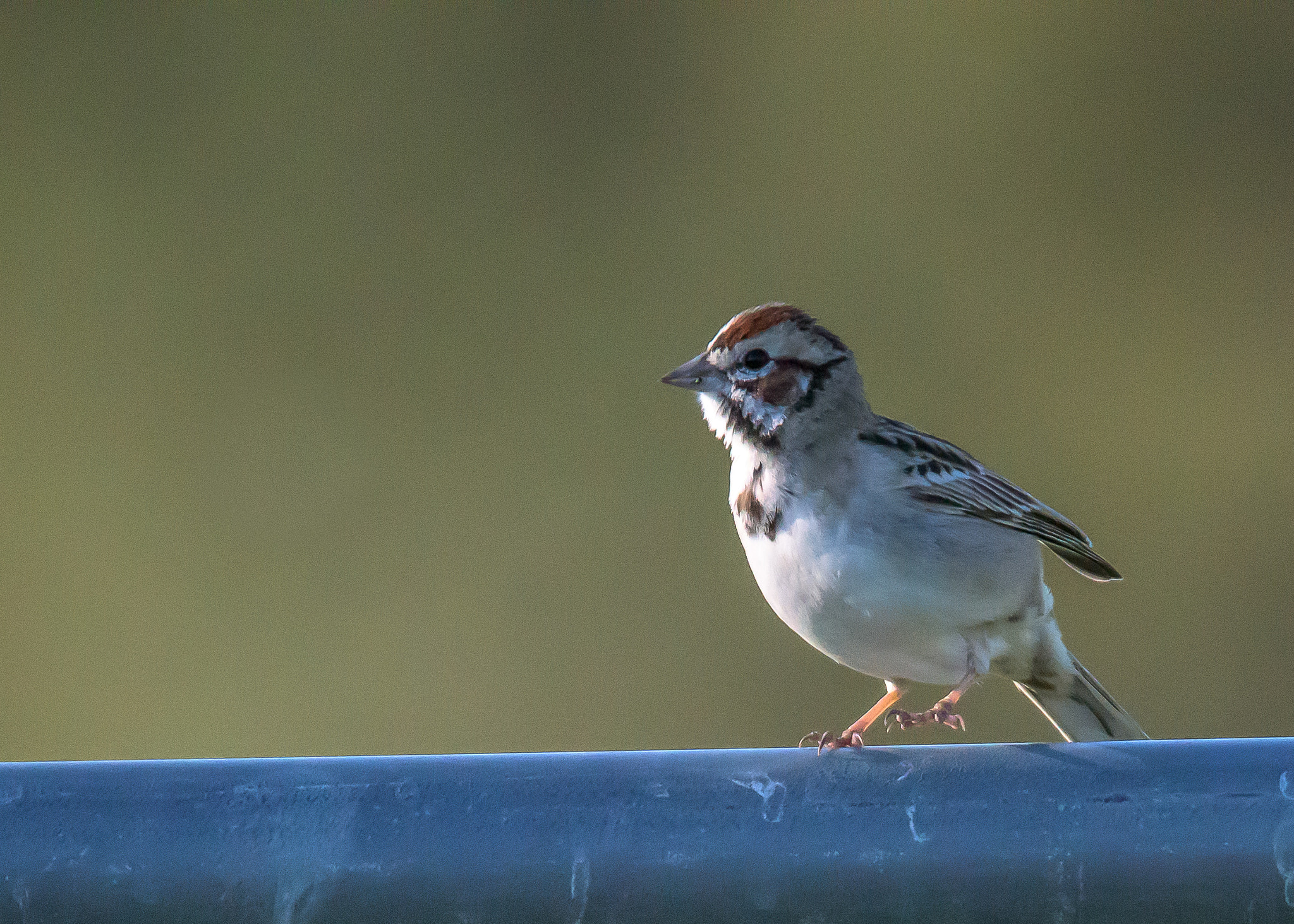 Nikon D810 sample photo. Lark sparrow photography