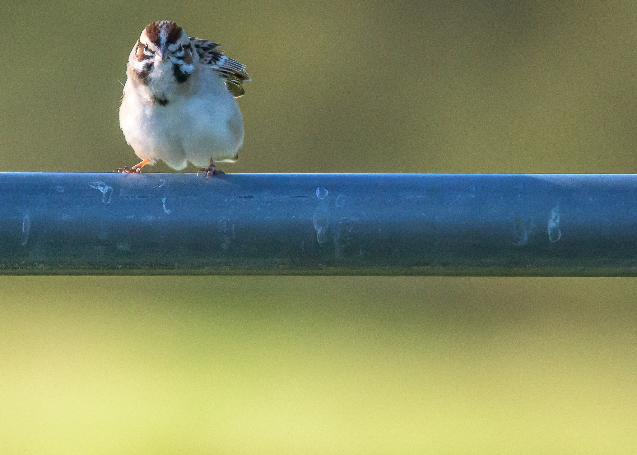 Nikon D810 sample photo. Lark sparrow photography