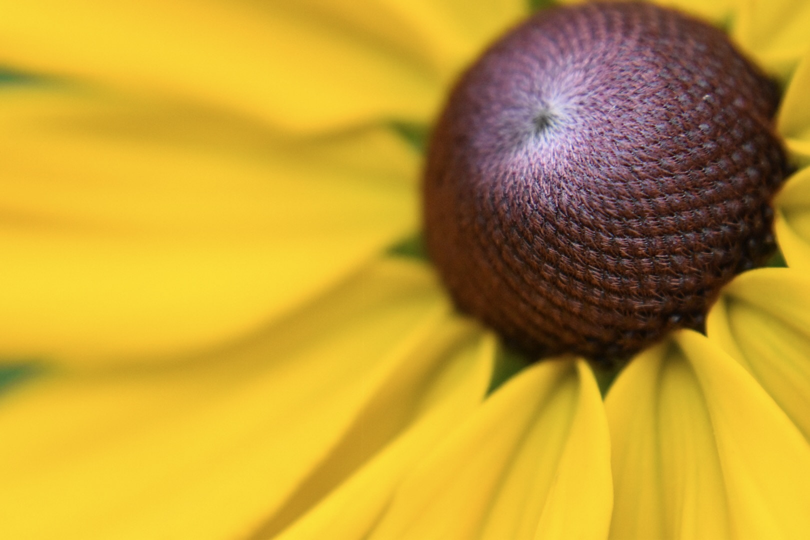 Nikon D5500 sample photo. Rudbeckia photography