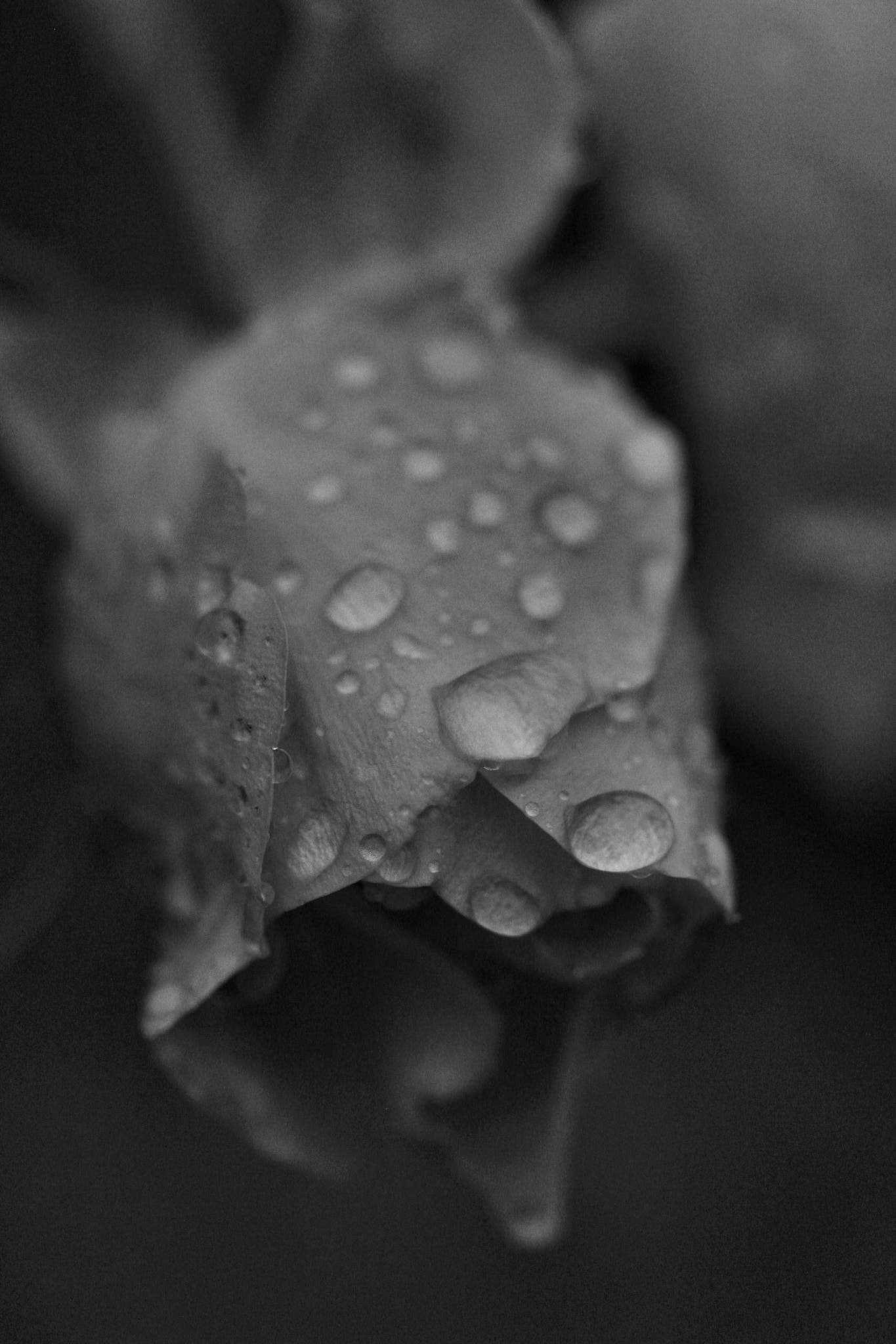 Canon EF-S 60mm F2.8 Macro USM sample photo