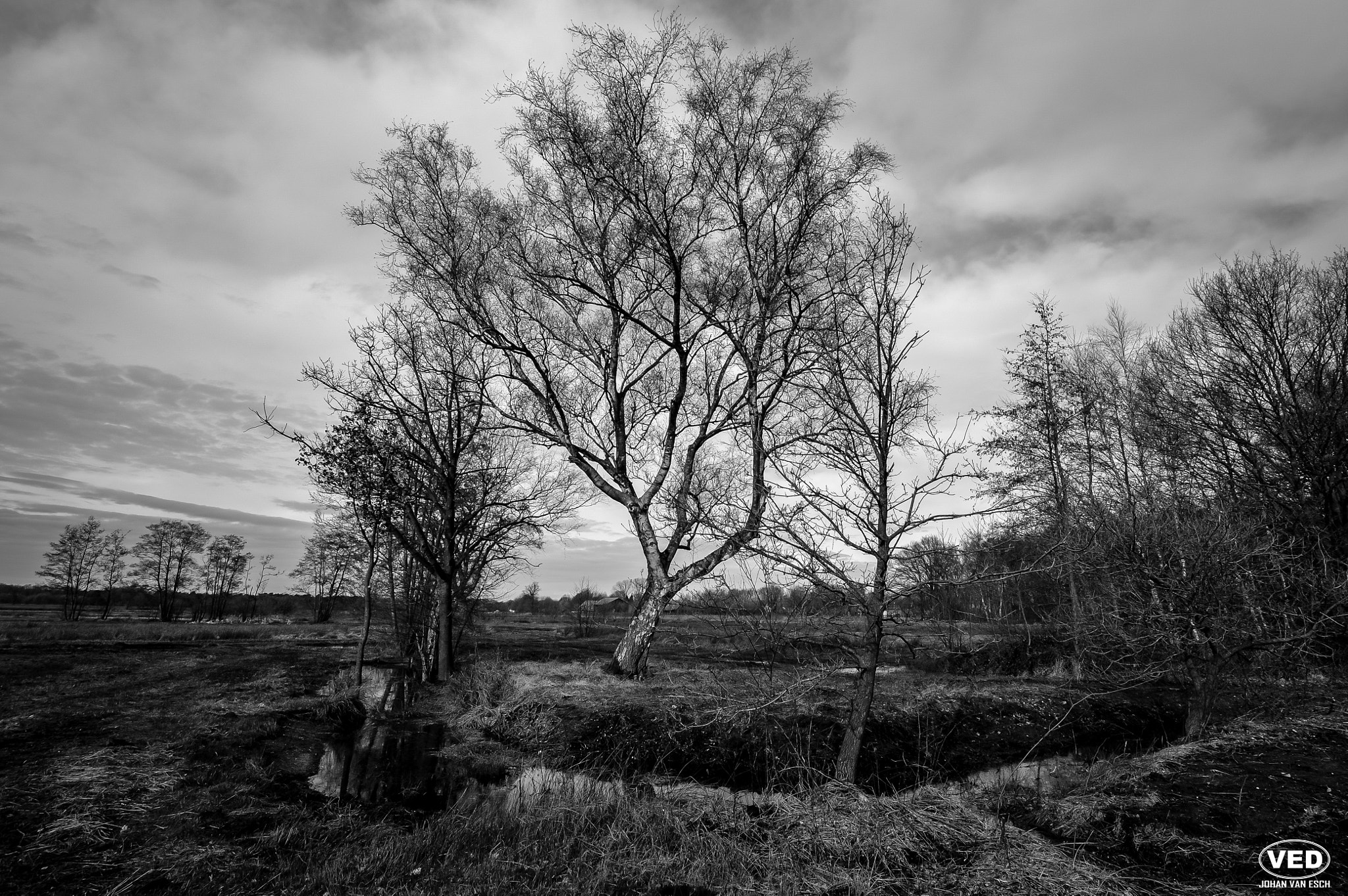 Sigma 10-20mm F3.5 EX DC HSM sample photo. Black and white tree photography