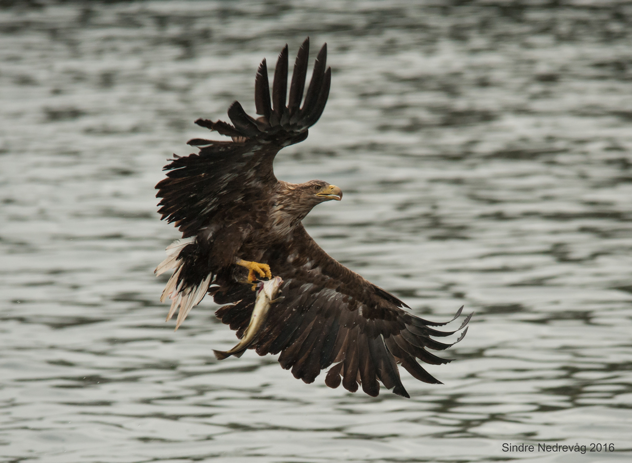 Nikon D700 + Sigma 150-500mm F5-6.3 DG OS HSM sample photo. Sea eagle flying home with fish ! photography