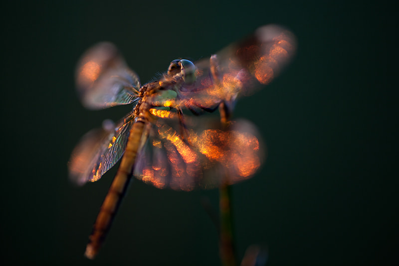 Canon EF 180mm F3.5L Macro USM sample photo. Banded darter sunset photography
