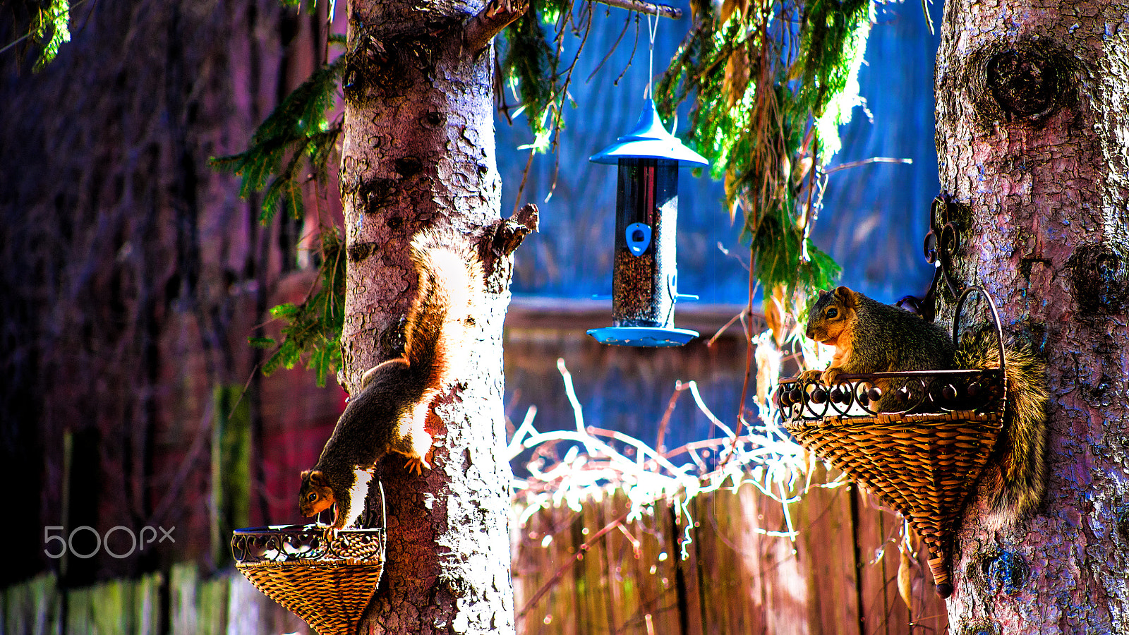 Sony a7 + Tamron 18-270mm F3.5-6.3 Di II PZD sample photo. Squirrels eating photography