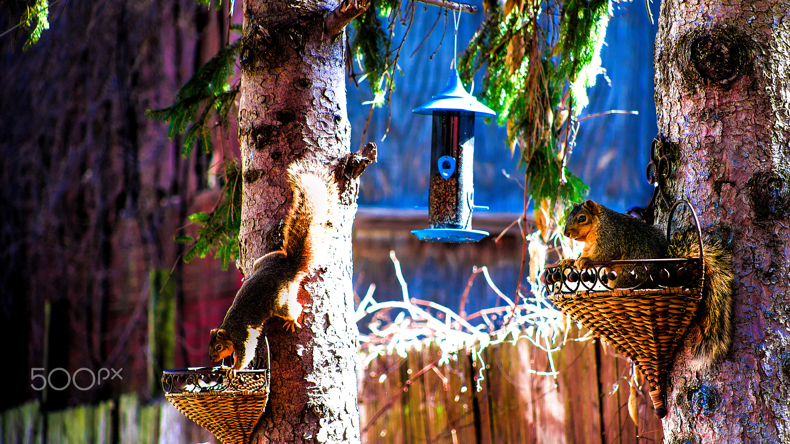 Tamron 18-270mm F3.5-6.3 Di II PZD sample photo. Squirrels eating photography