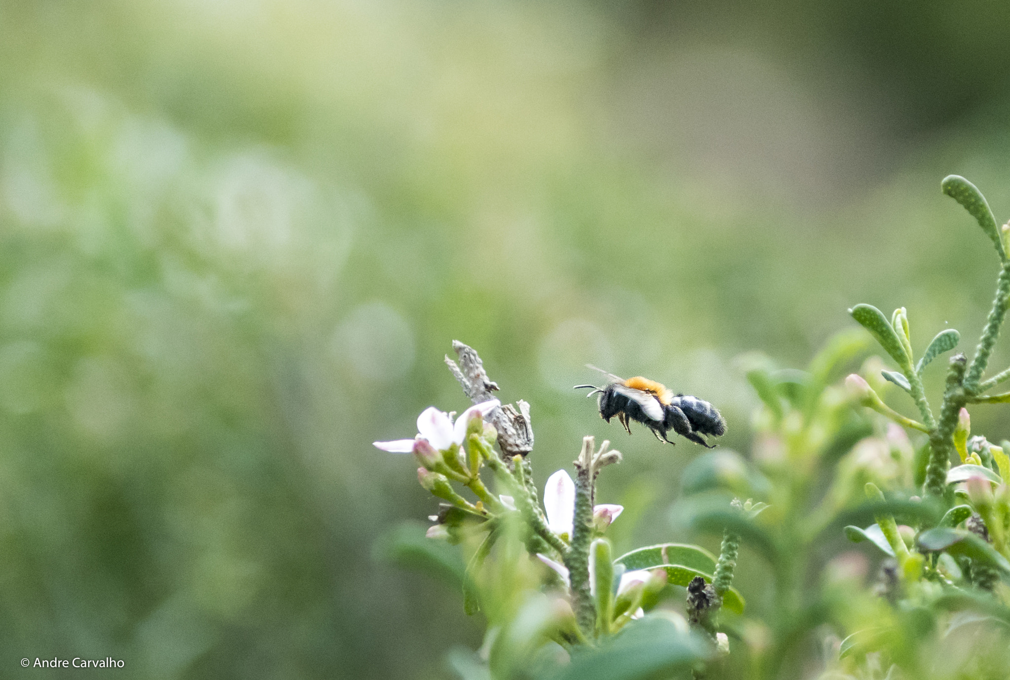 Nikon AF-S Nikkor 24-70mm F2.8G ED sample photo. Xylocopa flavorufa photography