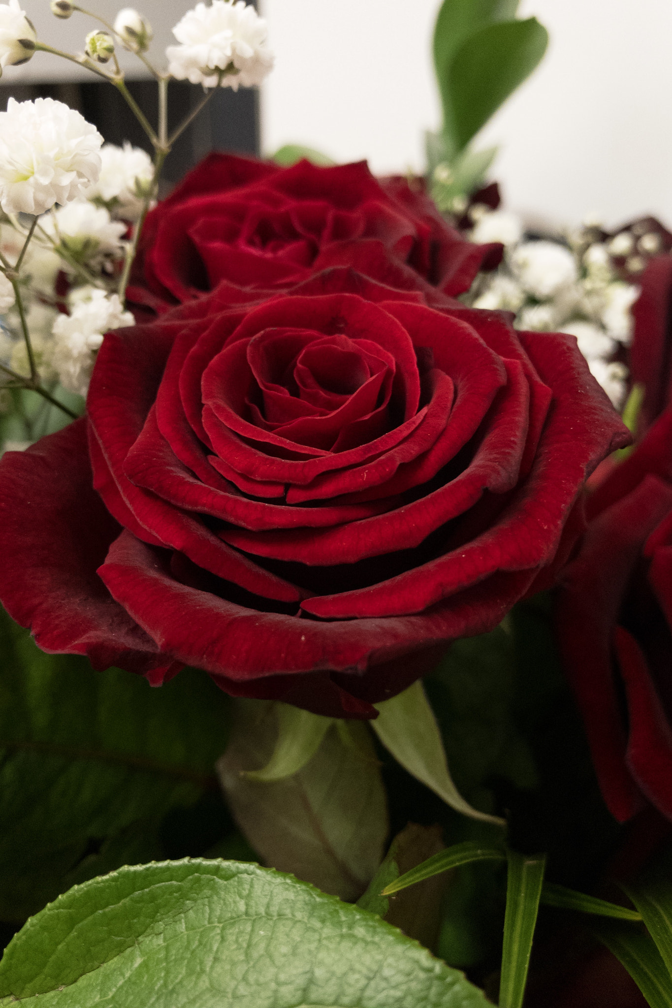 iPhone 7 Plus back camera 3.99mm f/1.8 sample photo. Happy woman's day to all ladies around the world! photography