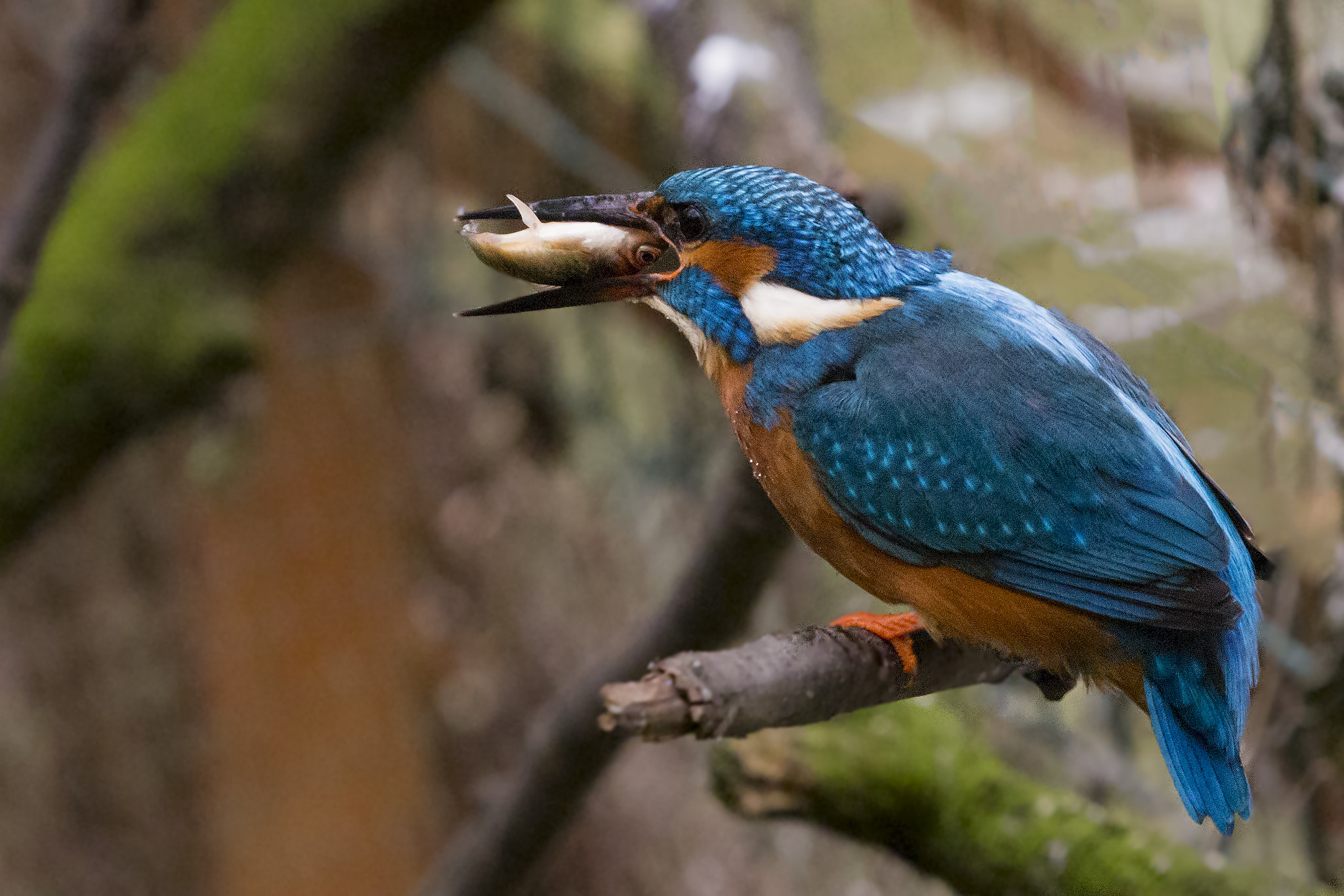 Canon EOS 700D (EOS Rebel T5i / EOS Kiss X7i) sample photo. Hungry kingfisher photography