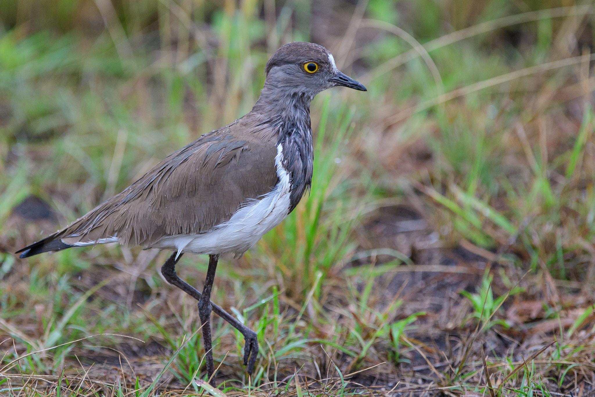 Nikon D500 sample photo. Brown-chested lapwing photography