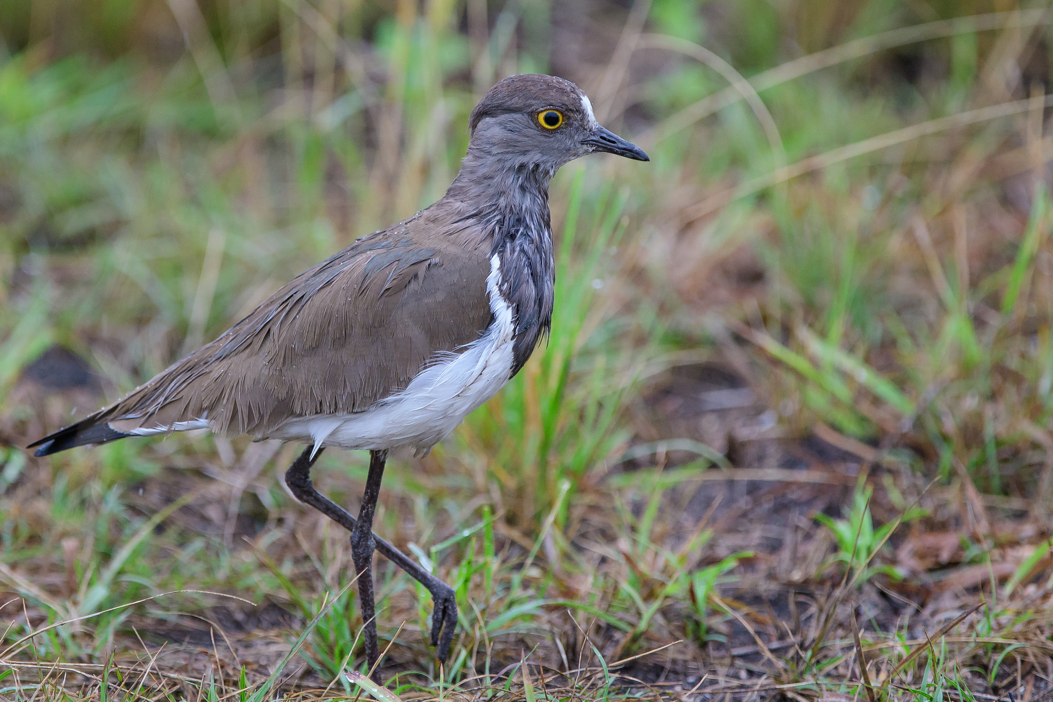 Nikon D500 + Nikon AF-S Nikkor 200-400mm F4G ED-IF VR sample photo. Brown-chested lapwing photography