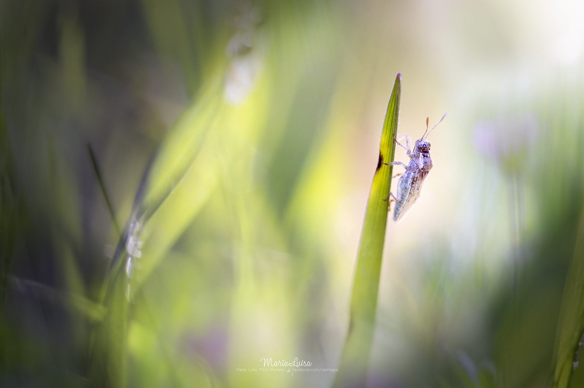 Canon EF 100mm F2.8 Macro USM sample photo. Lonely boy photography