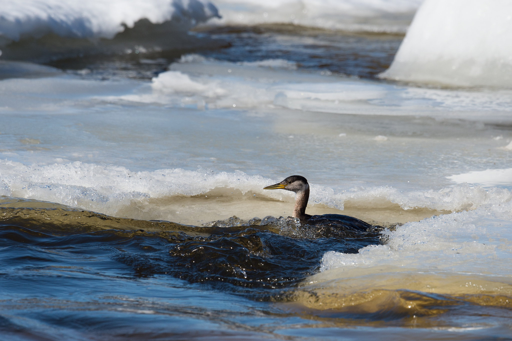 Nikon AF-S Nikkor 800mm F5.6E FL ED VR sample photo. Grebe jougris, podiceps grisegena, red-necked grebe photography