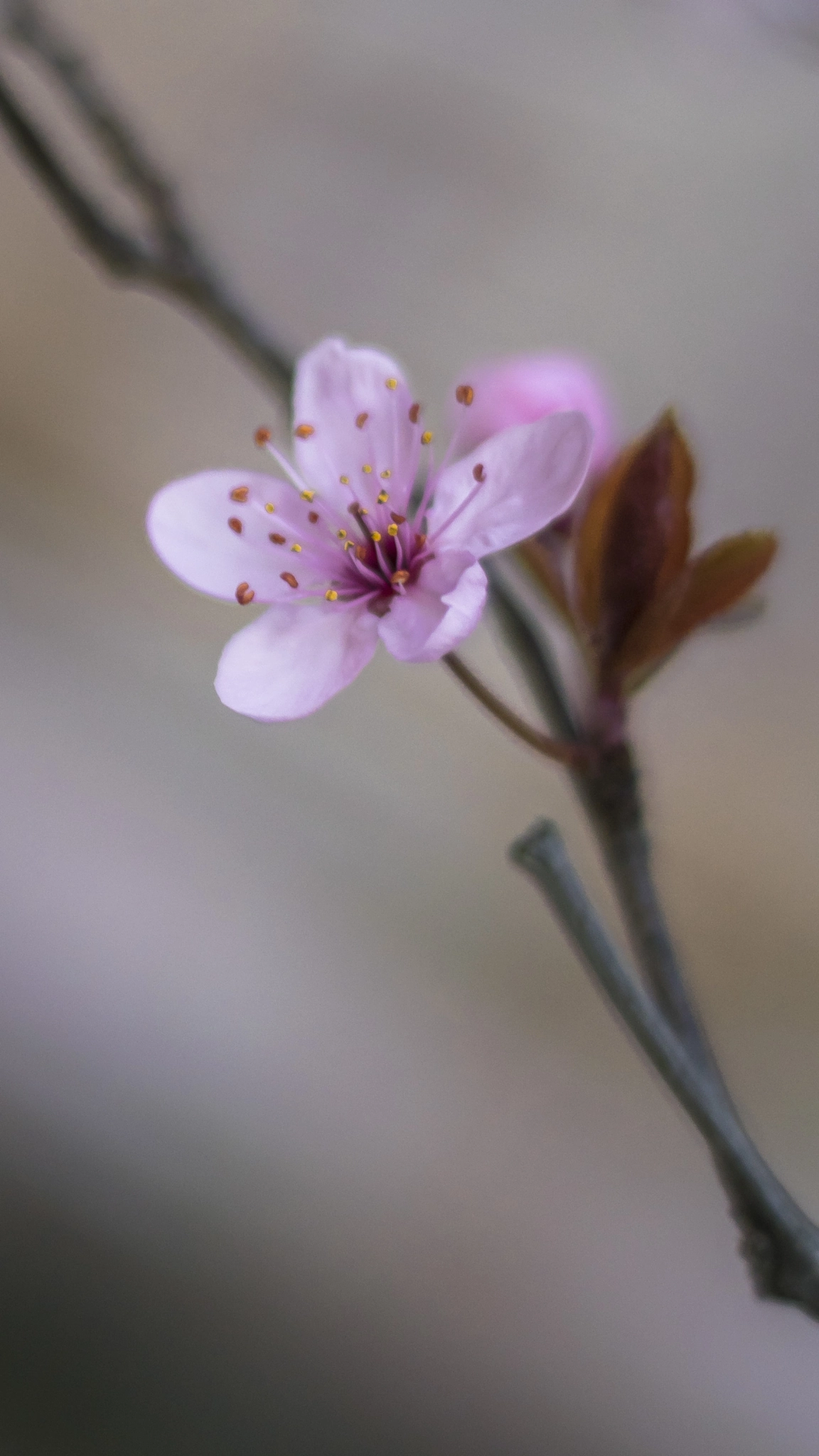 Nikon D5300 + Nikon AF Nikkor 50mm F1.8D sample photo. Flor falso cerezo photography