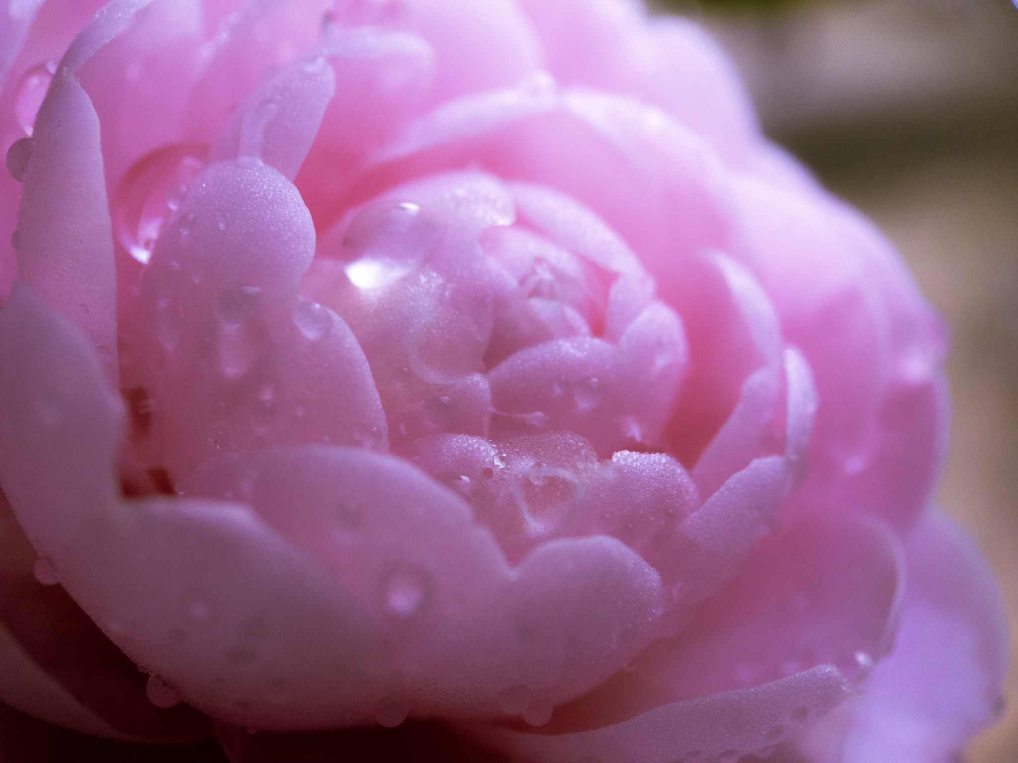 Moment Macro 25mm sample photo. Spring is coming photography
