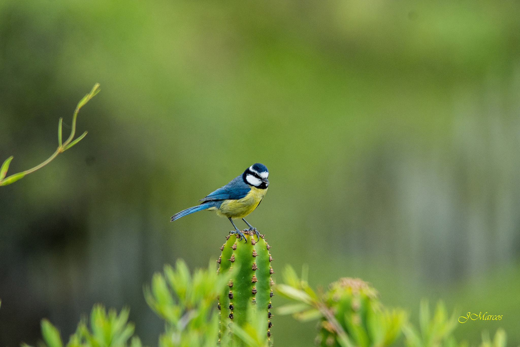 Sigma 150-500mm F5-6.3 DG OS HSM sample photo. Tenerife blue tit (gran canaria) photography