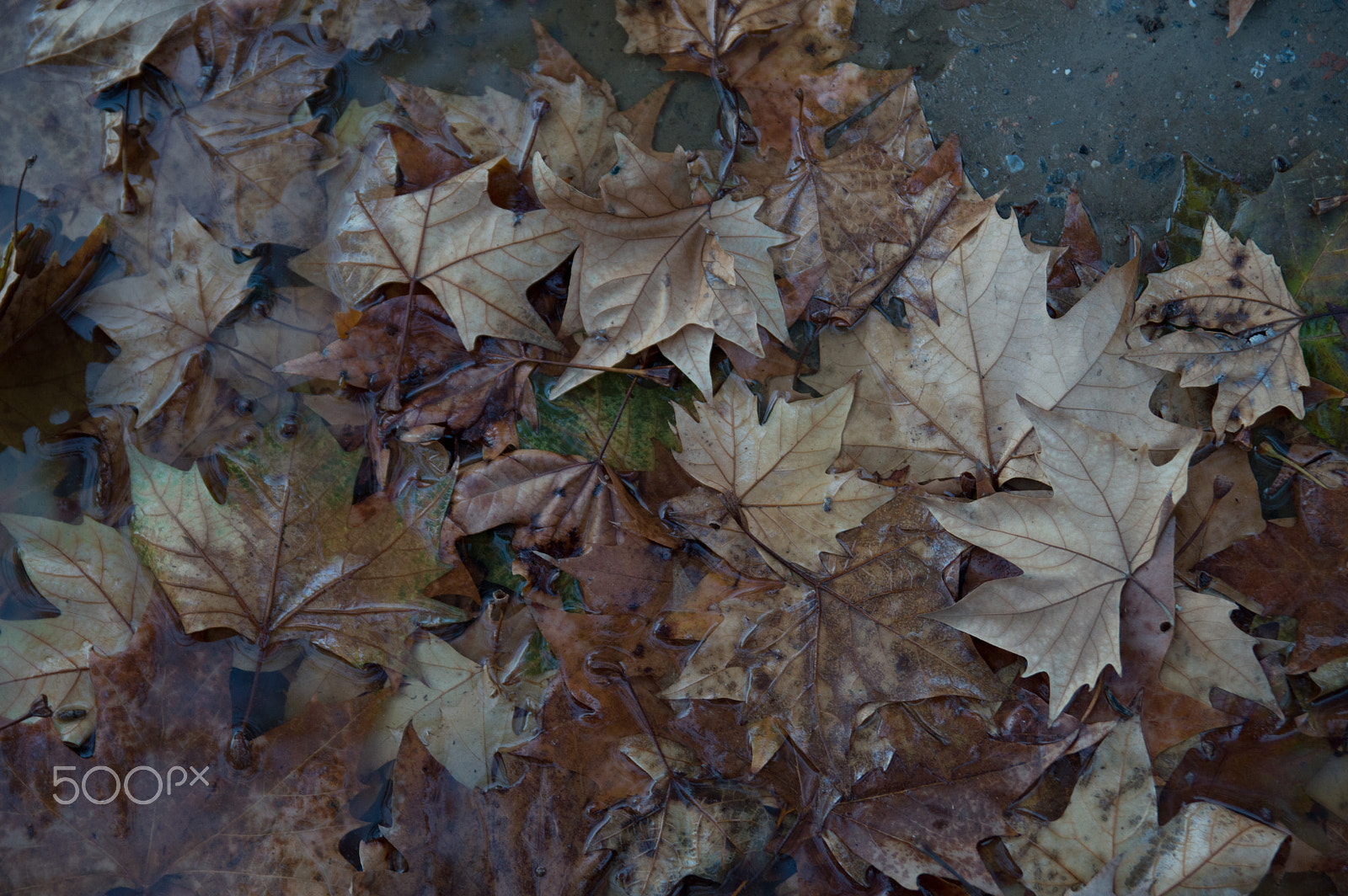 Sigma 17-50mm F2.8 EX DC OS HSM sample photo. Autumn photography